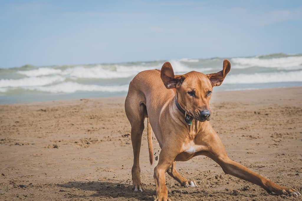 Rhodesian Ridgeback, blog, chicago, puppy, montrose dog beach