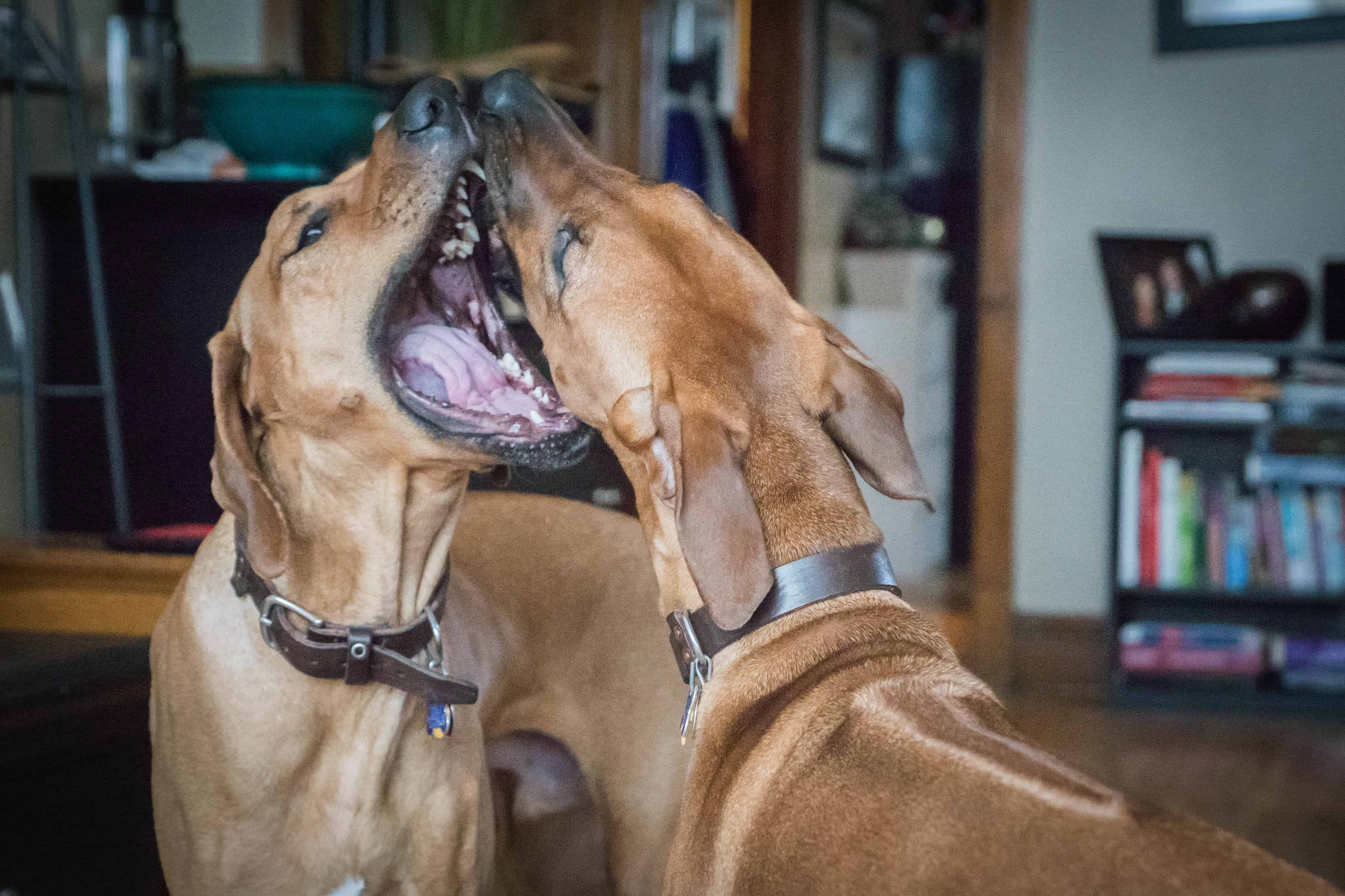 Rhodesian Ridgeback, puppy, chicago, marking our territory