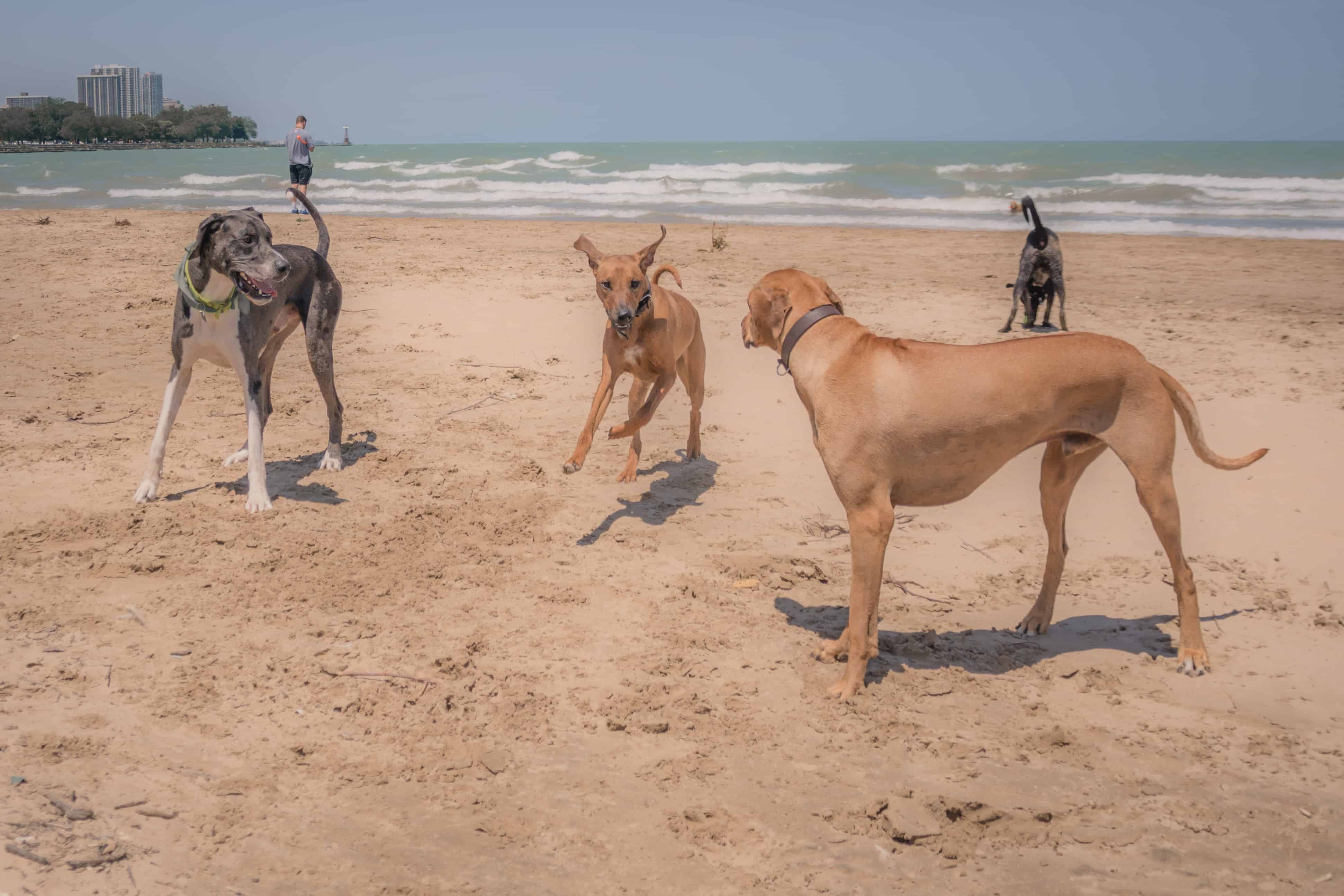 Rhodesian Ridgeback, Great Dane, puppy, montrose dog beach, adventure, chicago