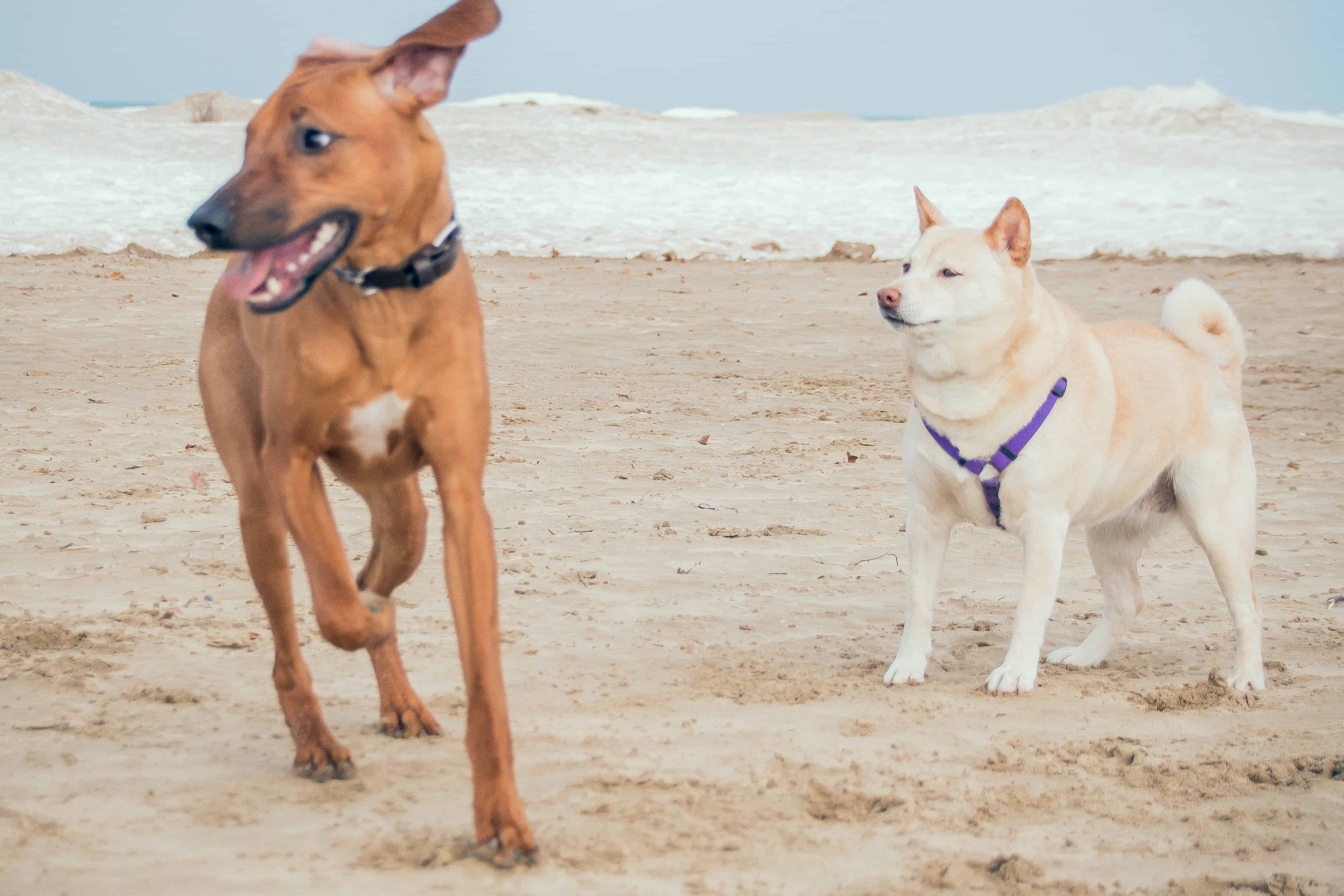 Rhodesian Ridgeback, puppy, chicago, marking our territory