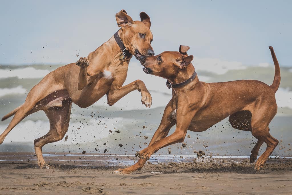 Rhodesian Ridgeback, blog, chicago, puppy, montrose dog beach