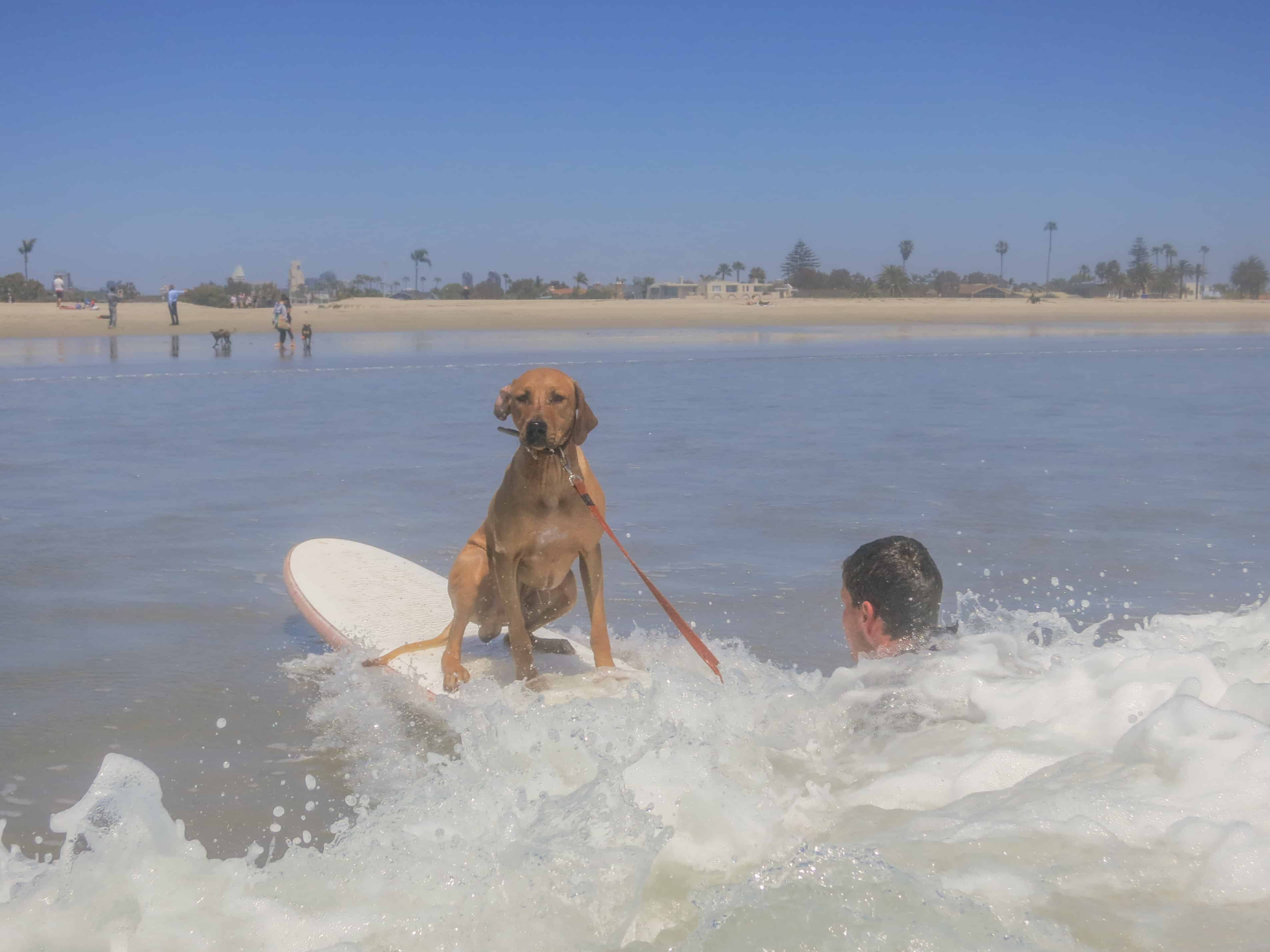 Rhodesian Ridgeback, adventure, dog-friendly, vacation, puppy