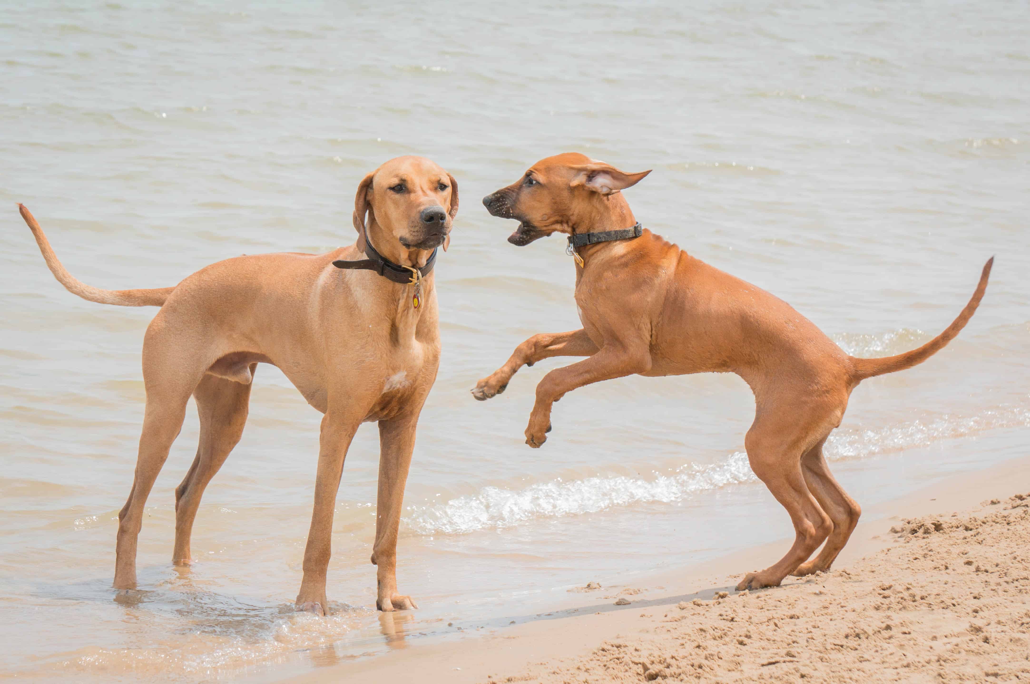 Rhodesian Ridgeback, puppy, dog beach, chicago, adventure, marking our territory