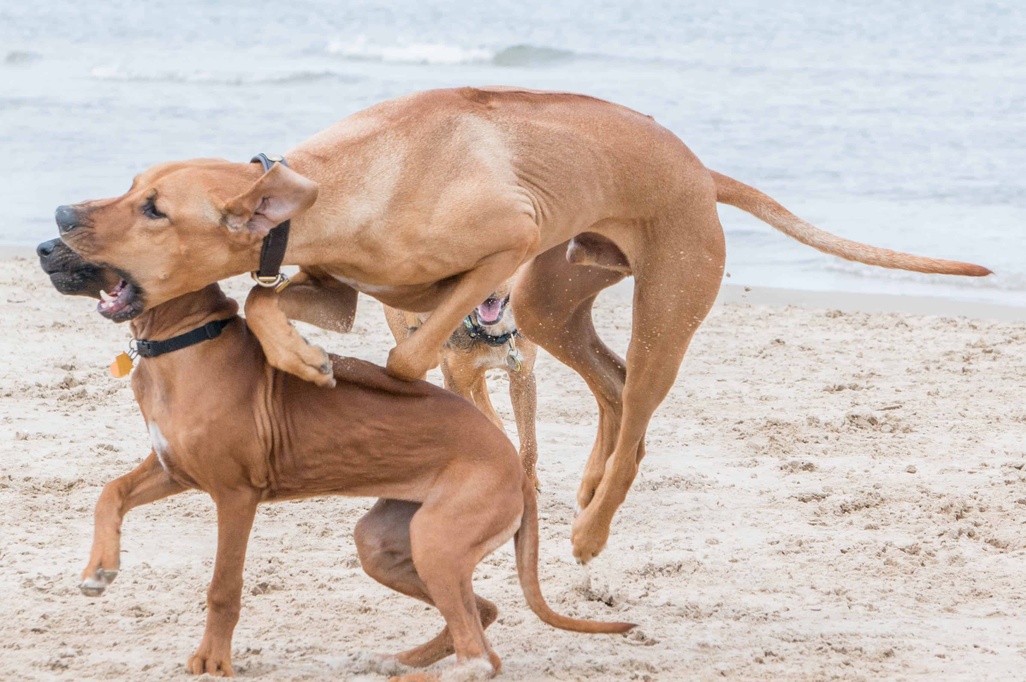 Rhodesian Ridgeback, puppy, dog beach, chicago, adventure, marking our territory