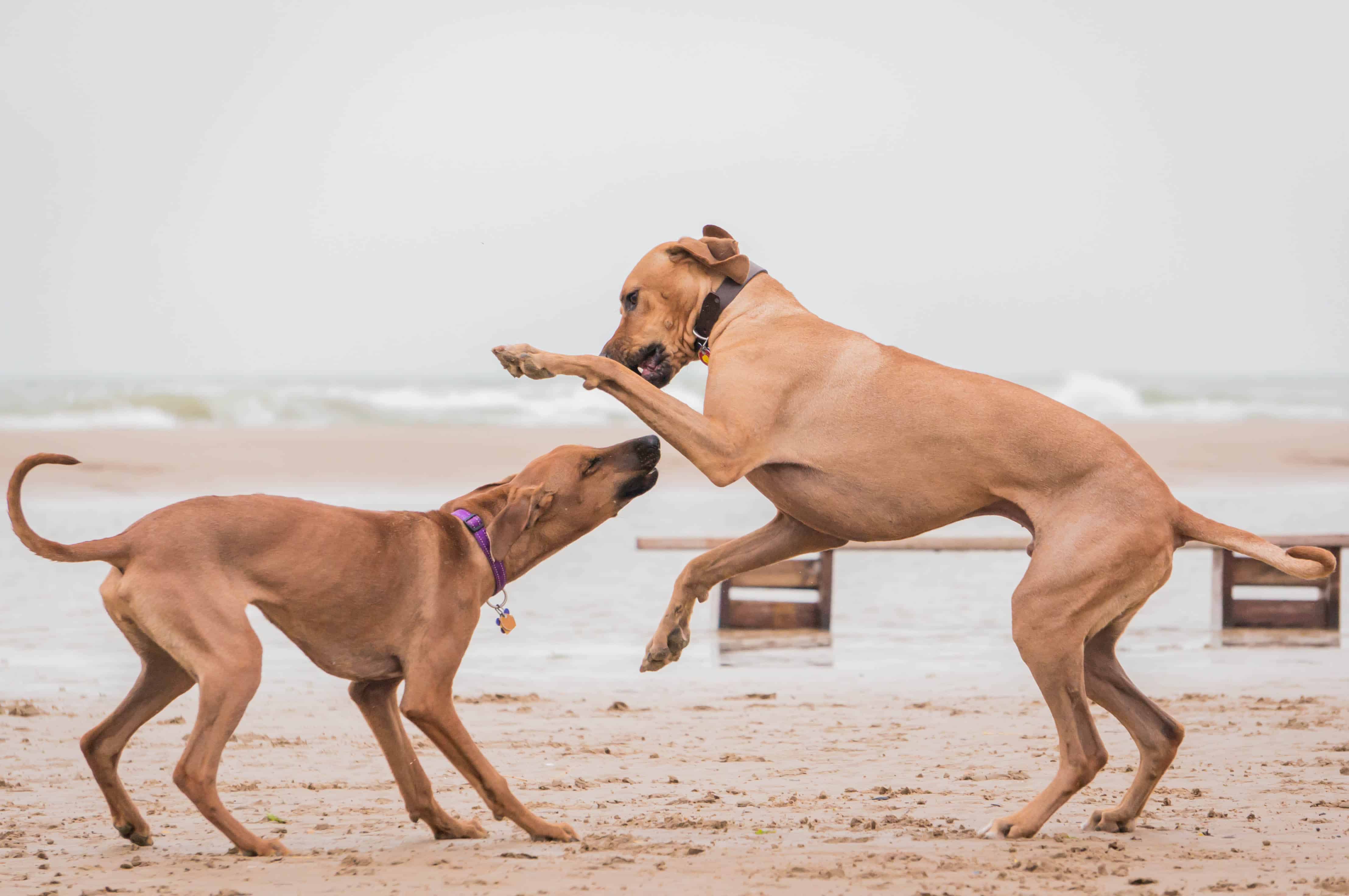 Rhodesian Ridgeback, puppy, beach, marking our territory, adventure