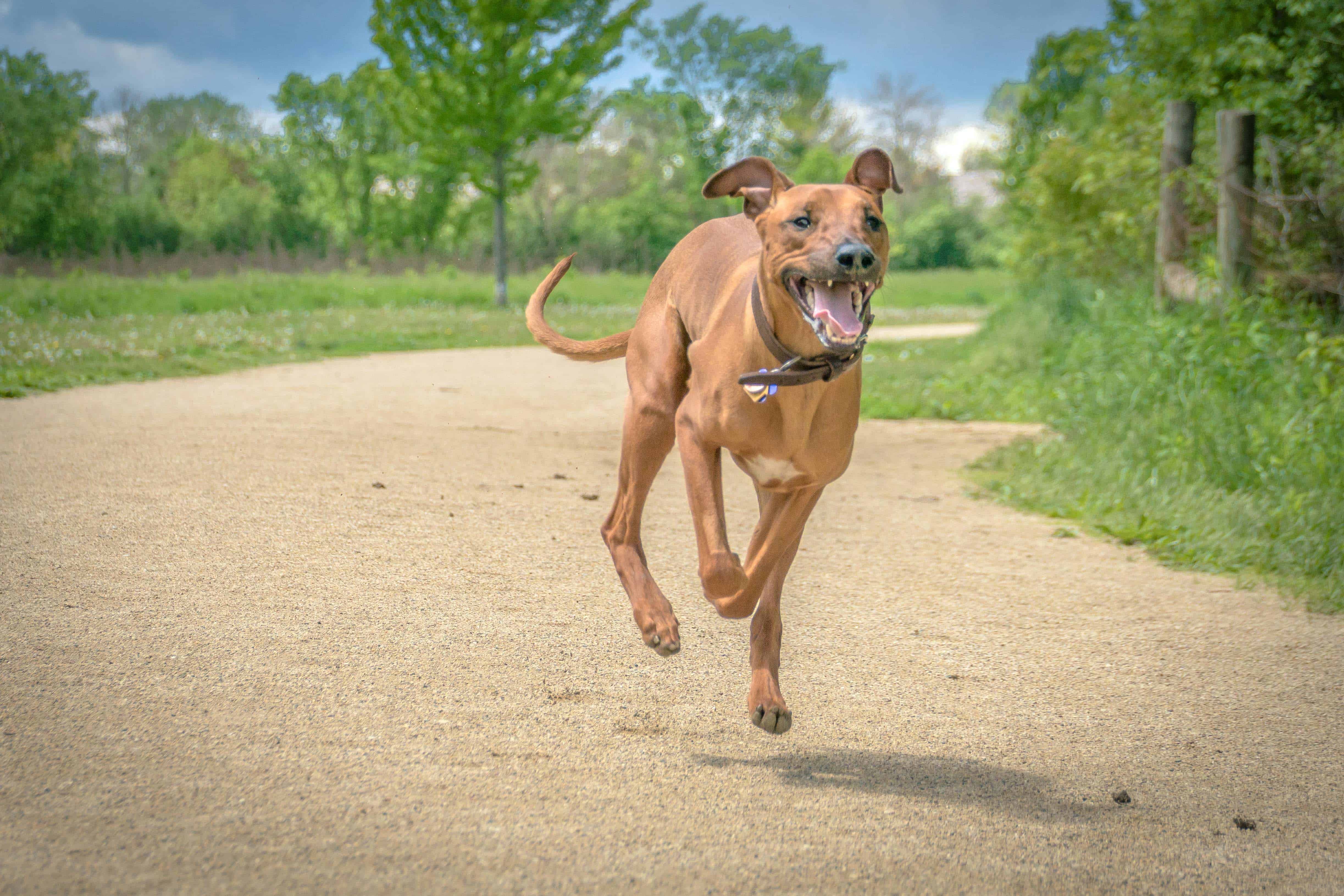 Rhodesian Ridgeback, puppy, chicago, adventure, cute, dog park, puppy