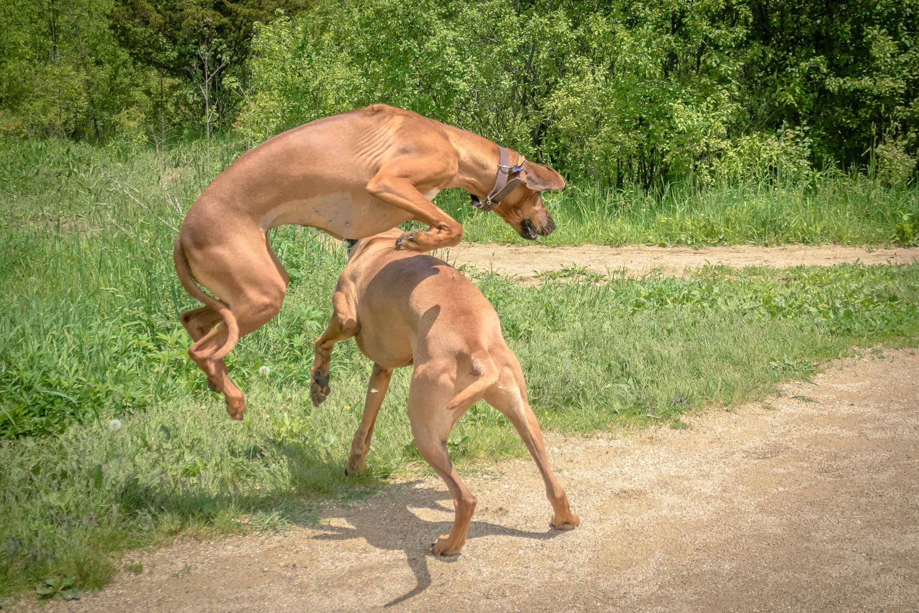 Rhodesian Ridgeback, puppy, chicago, adventure, cute, dog park, puppy