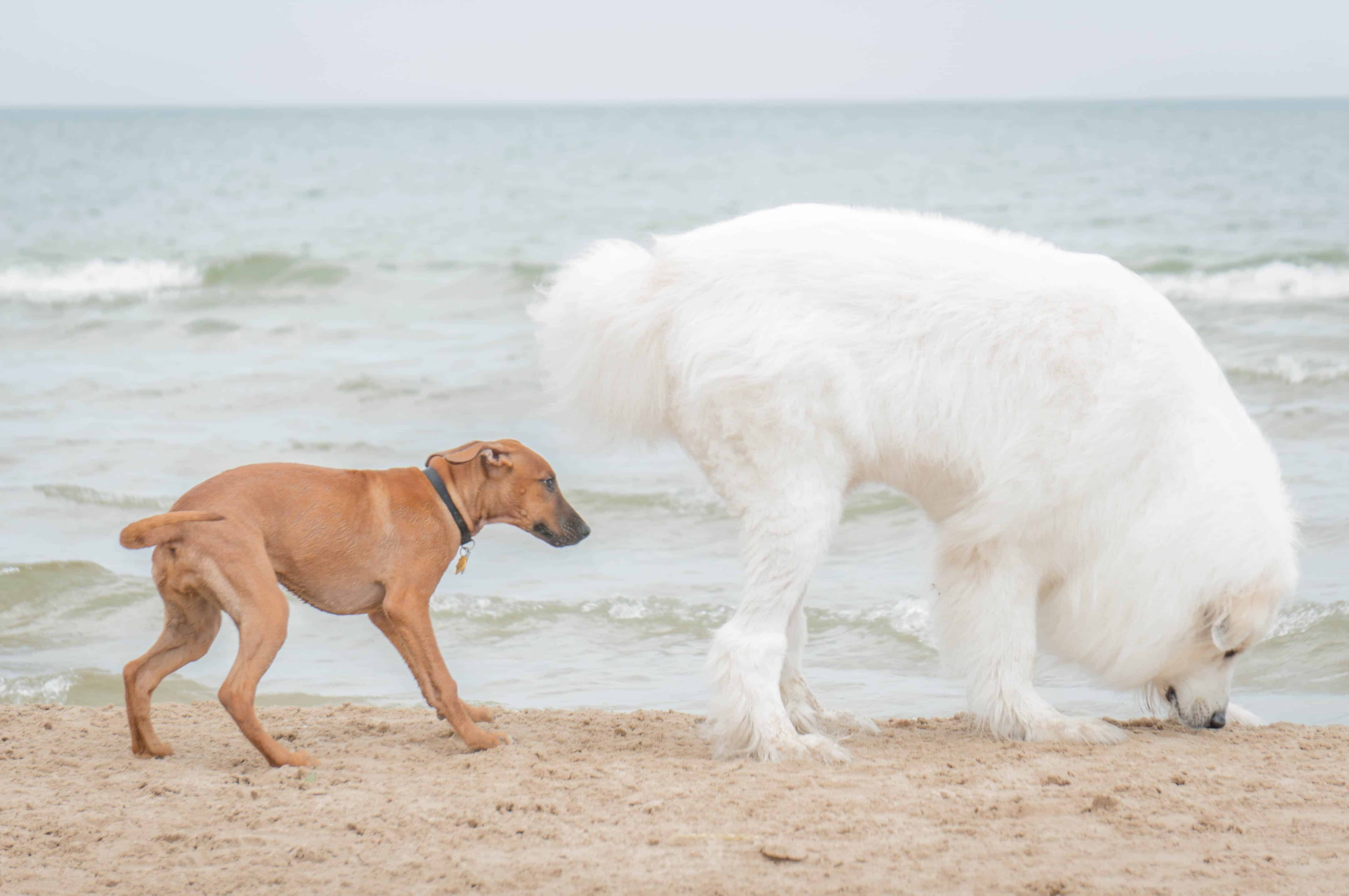 Rhodesian Ridgeback, puppy, dog beach, chicago, adventure, marking our territory