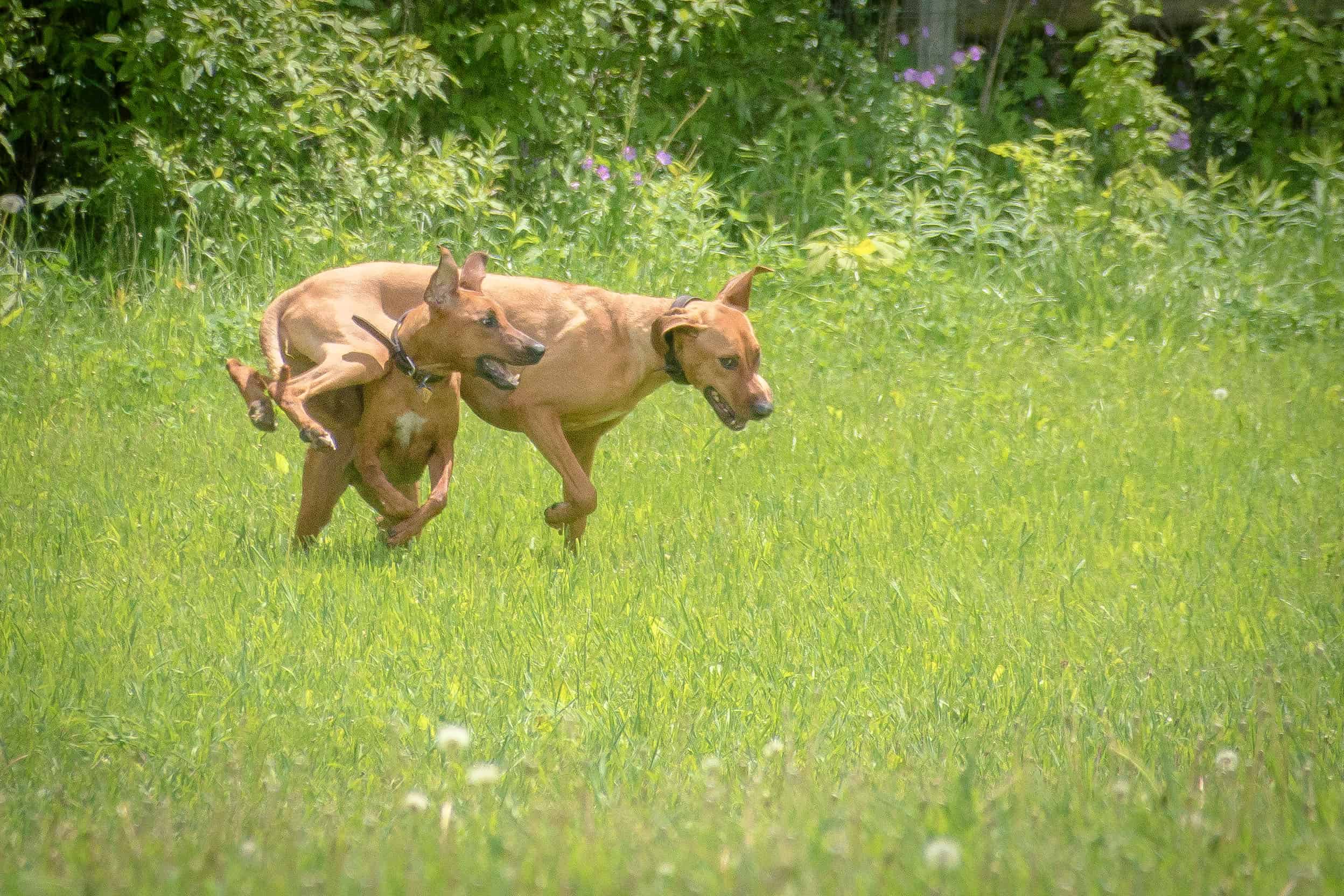 Rhodesian Ridgeback, puppy, chicago, adventure, cute, dog park, puppy