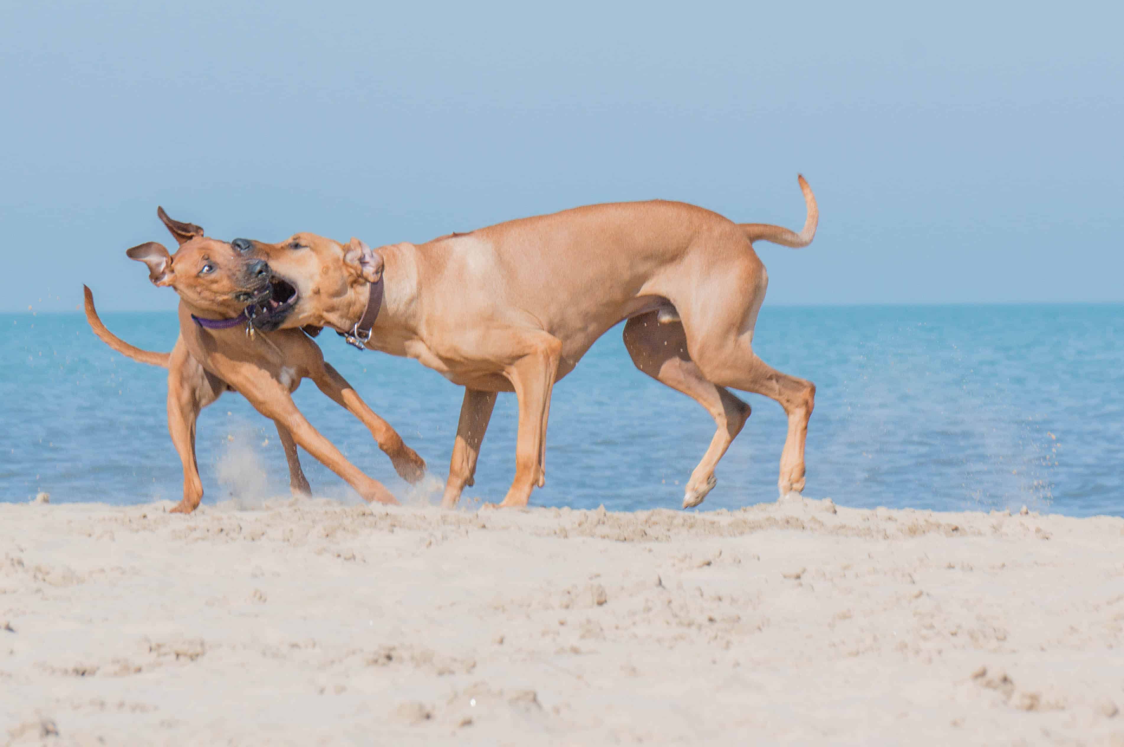 Rhodesian Ridgeback, puppy, beach, marking our territory, adventure