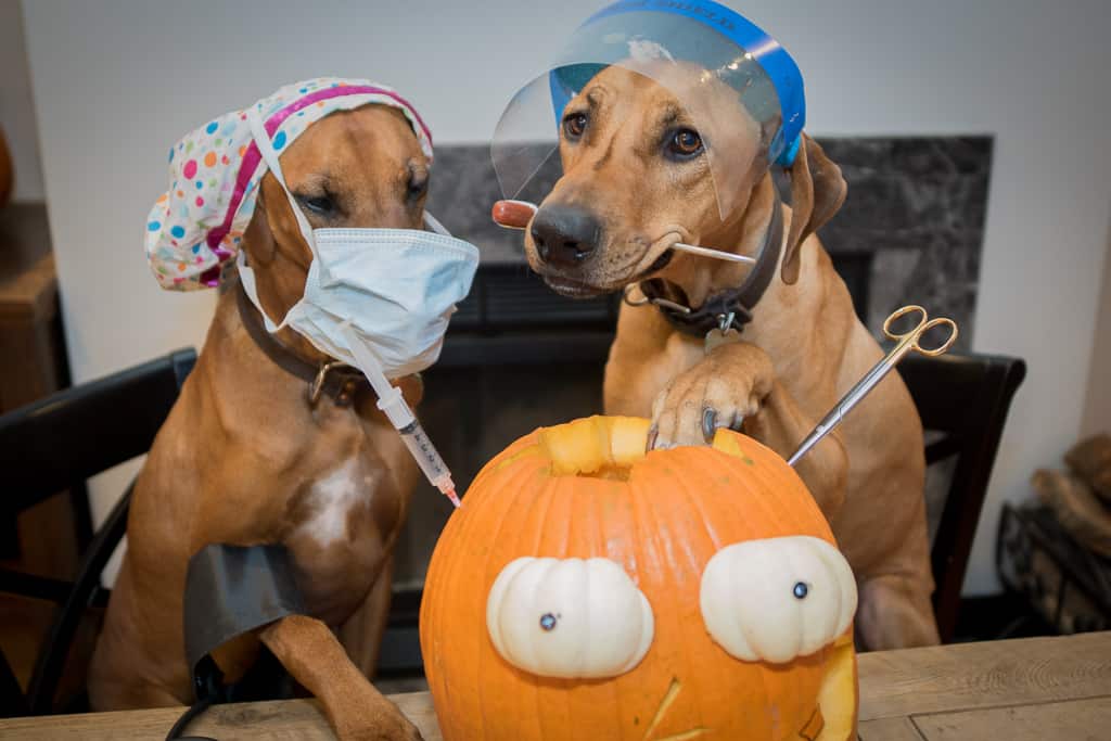 Pumpkin, surgery, rhodesian ridgeback, dog, funny, doctor