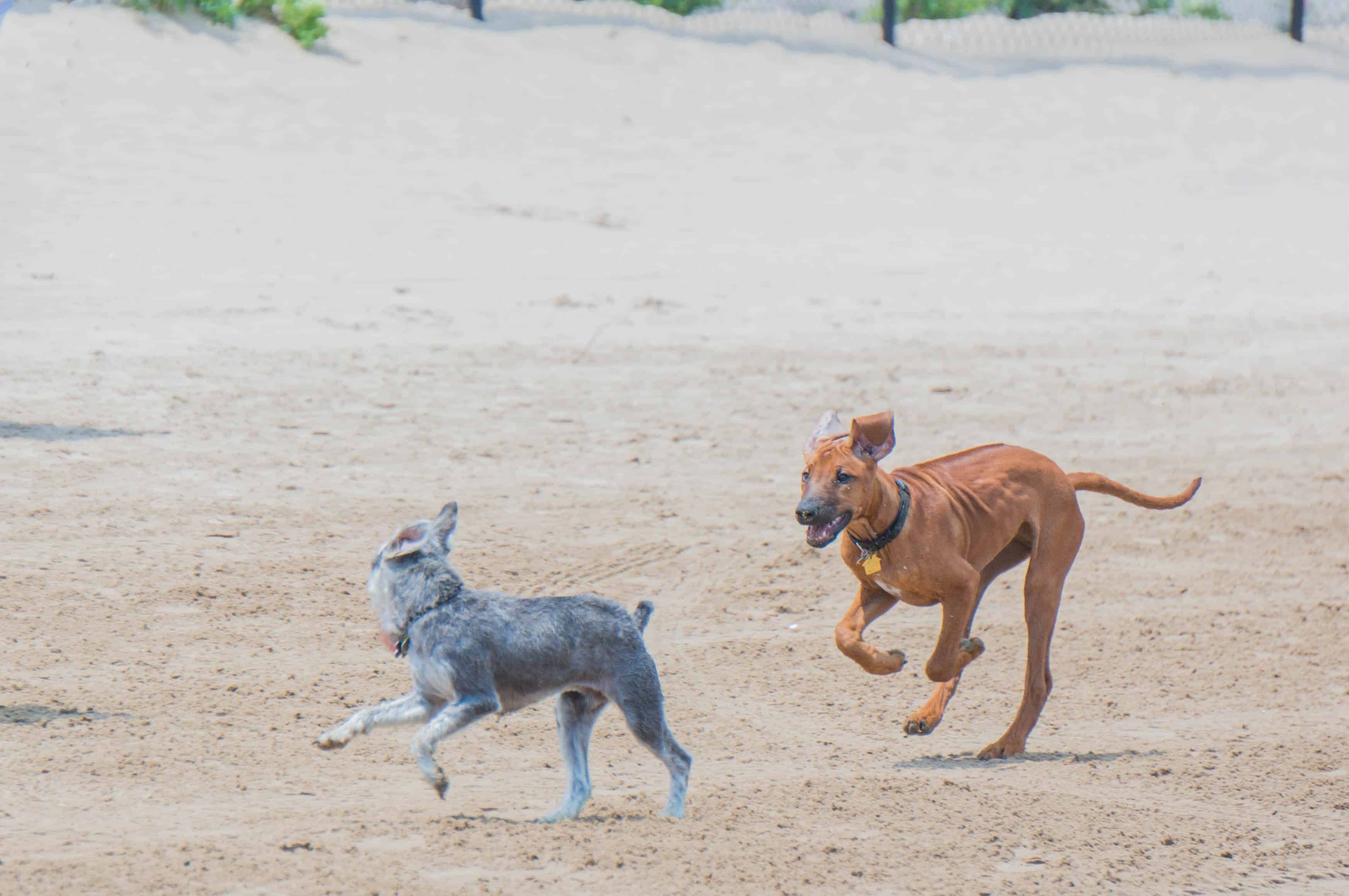 Rhodesian Ridgeback, puppy, dog beach, chicago, adventure, marking our territory