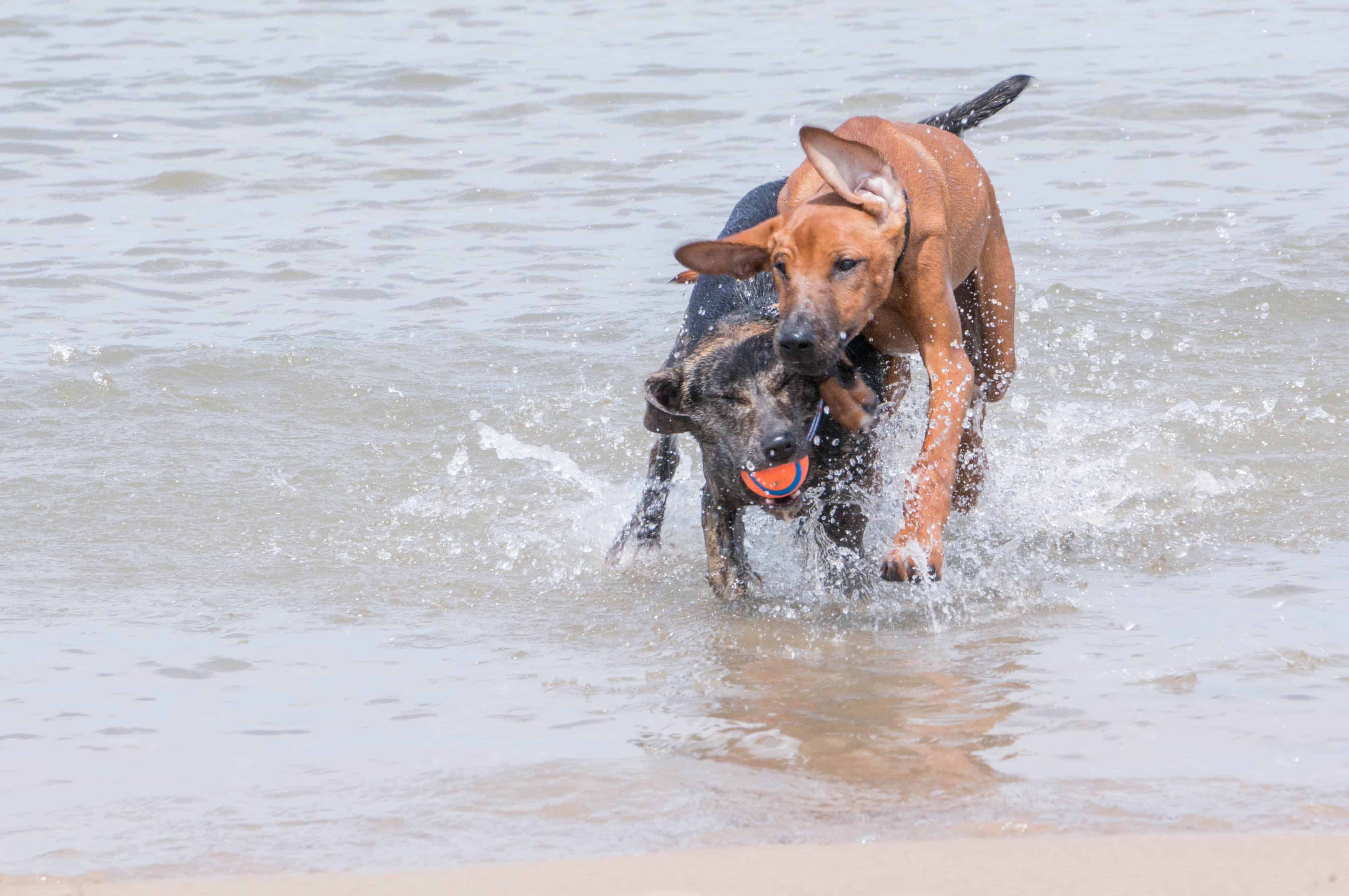 Rhodesian Ridgeback, puppy, dog beach, chicago, adventure, marking our territory