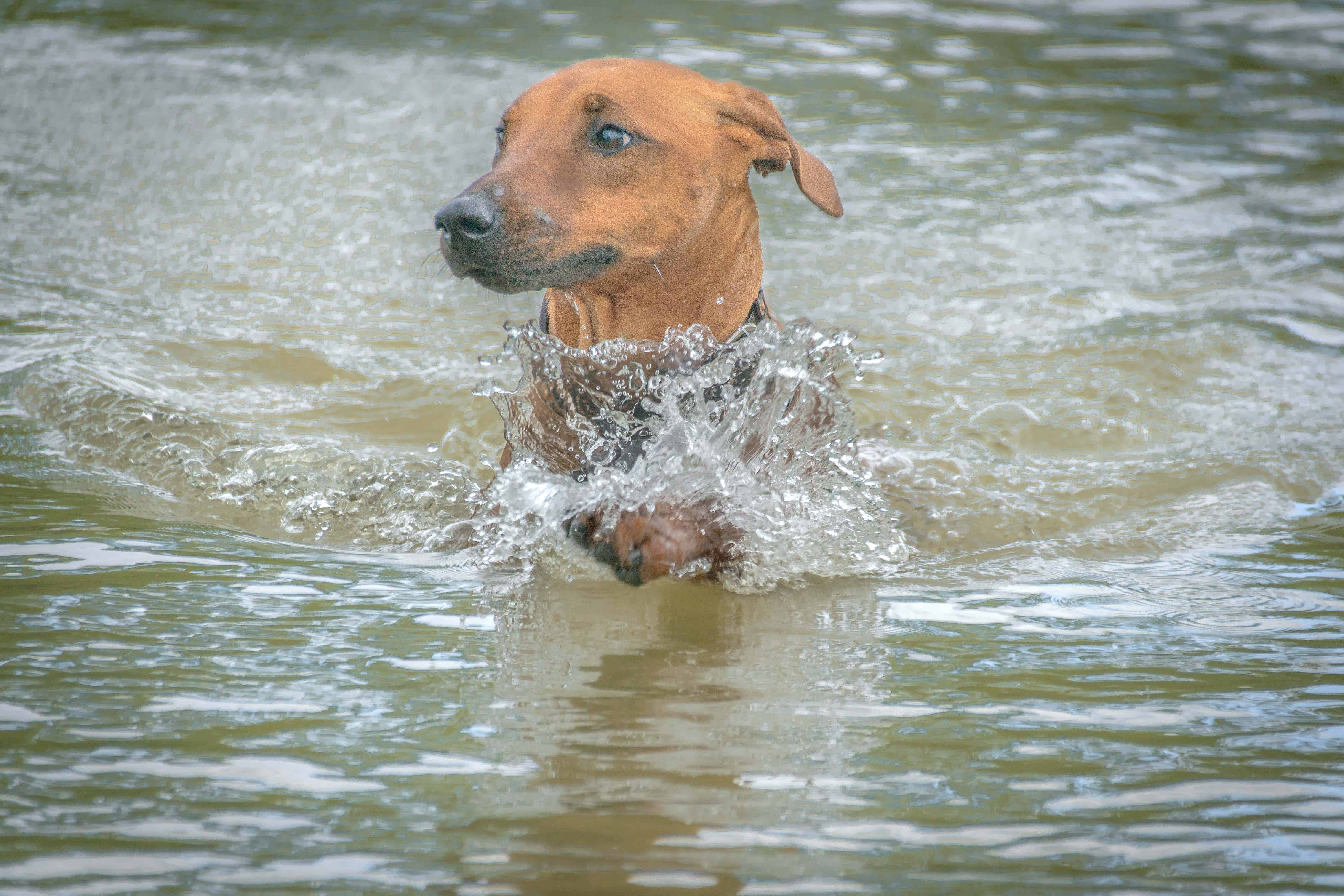 Rhodesian Ridgeback, puppy, chicago, adventure, cute, dog park, puppy