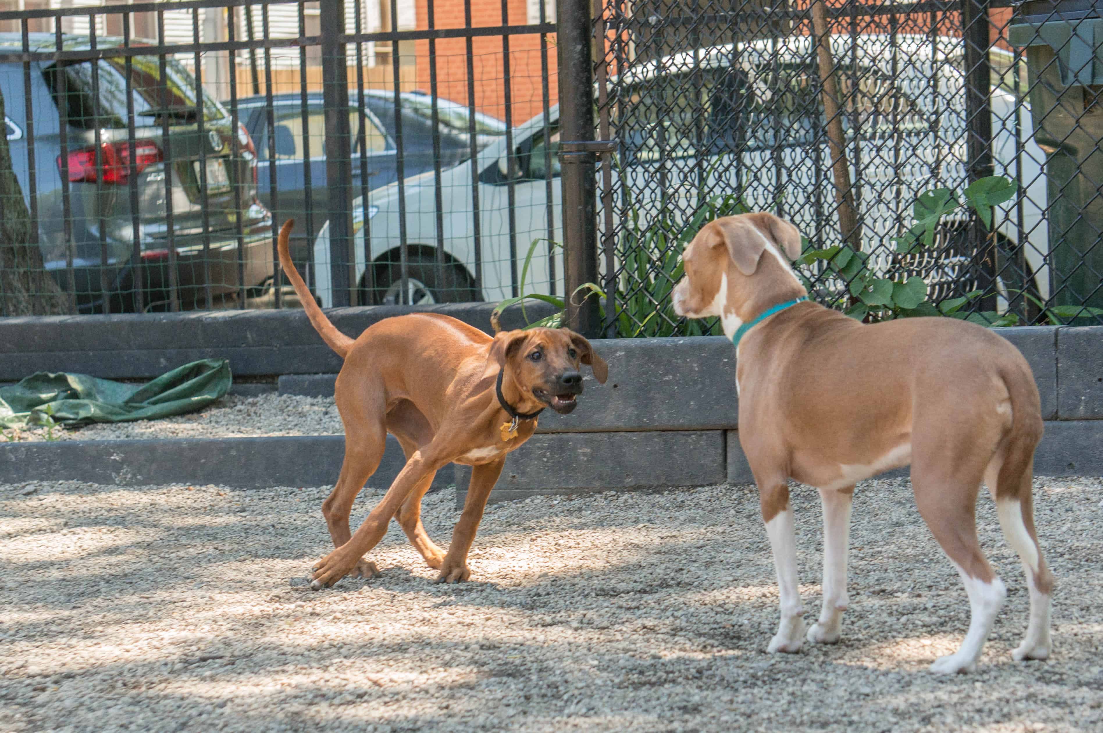 Rhodesian Ridgeback, puppy, dog beach, chicago, adventure, marking our territory