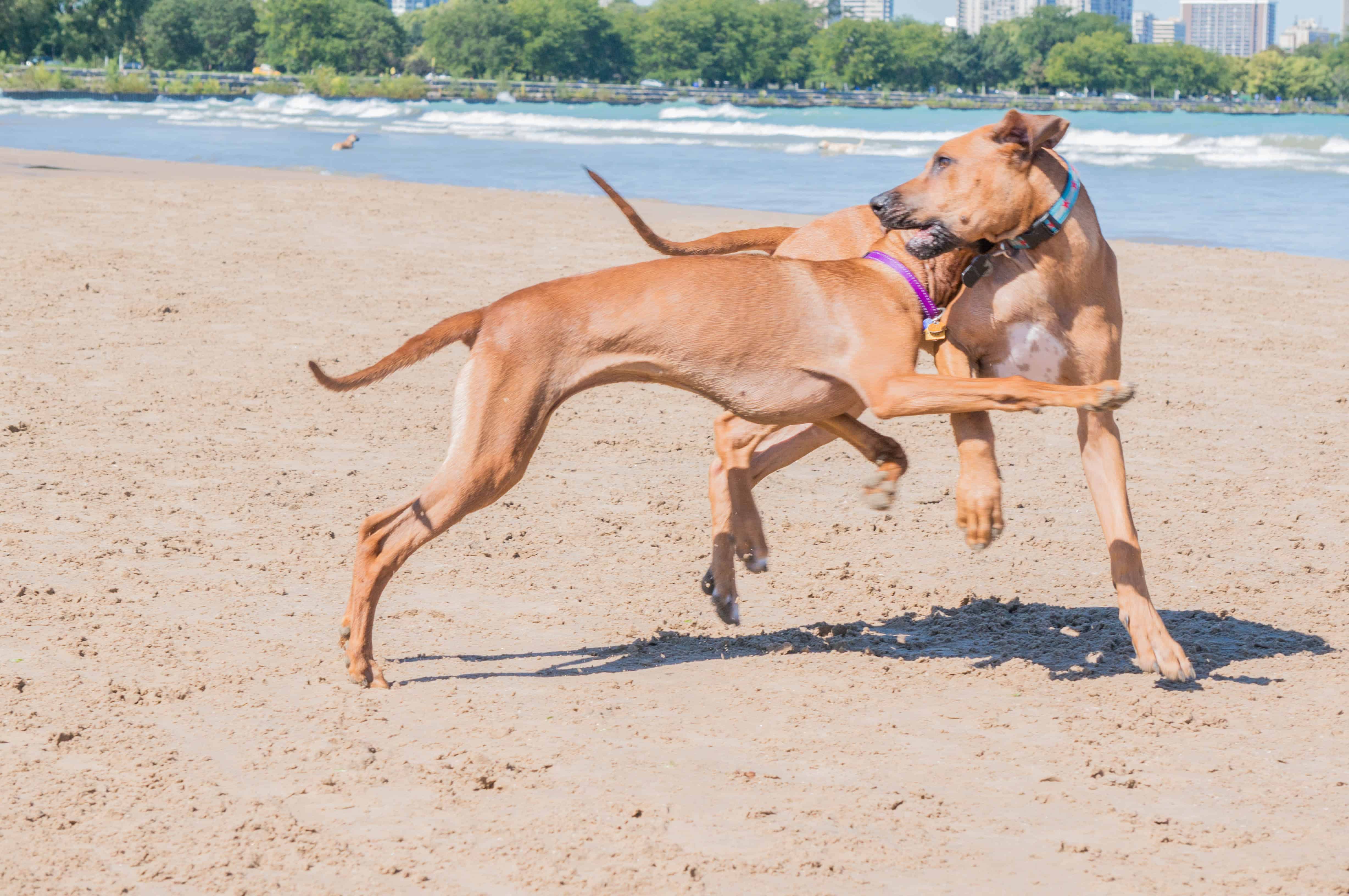 Rhodesian Ridgeback, puppy, chicago, montrose dog beach, marking our territory