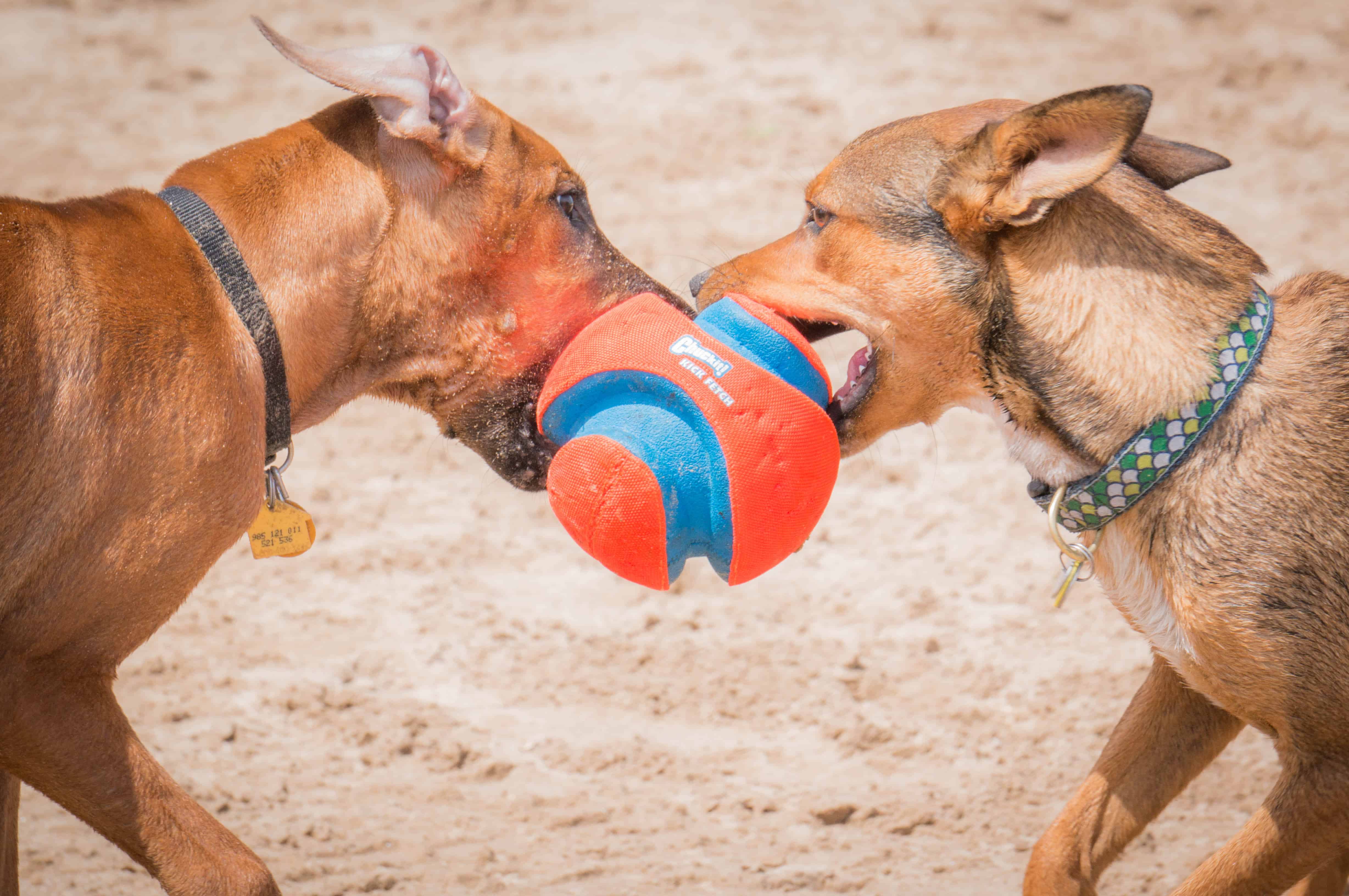 Rhodesian Ridgeback, puppy, dog beach, chicago, adventure, marking our territory