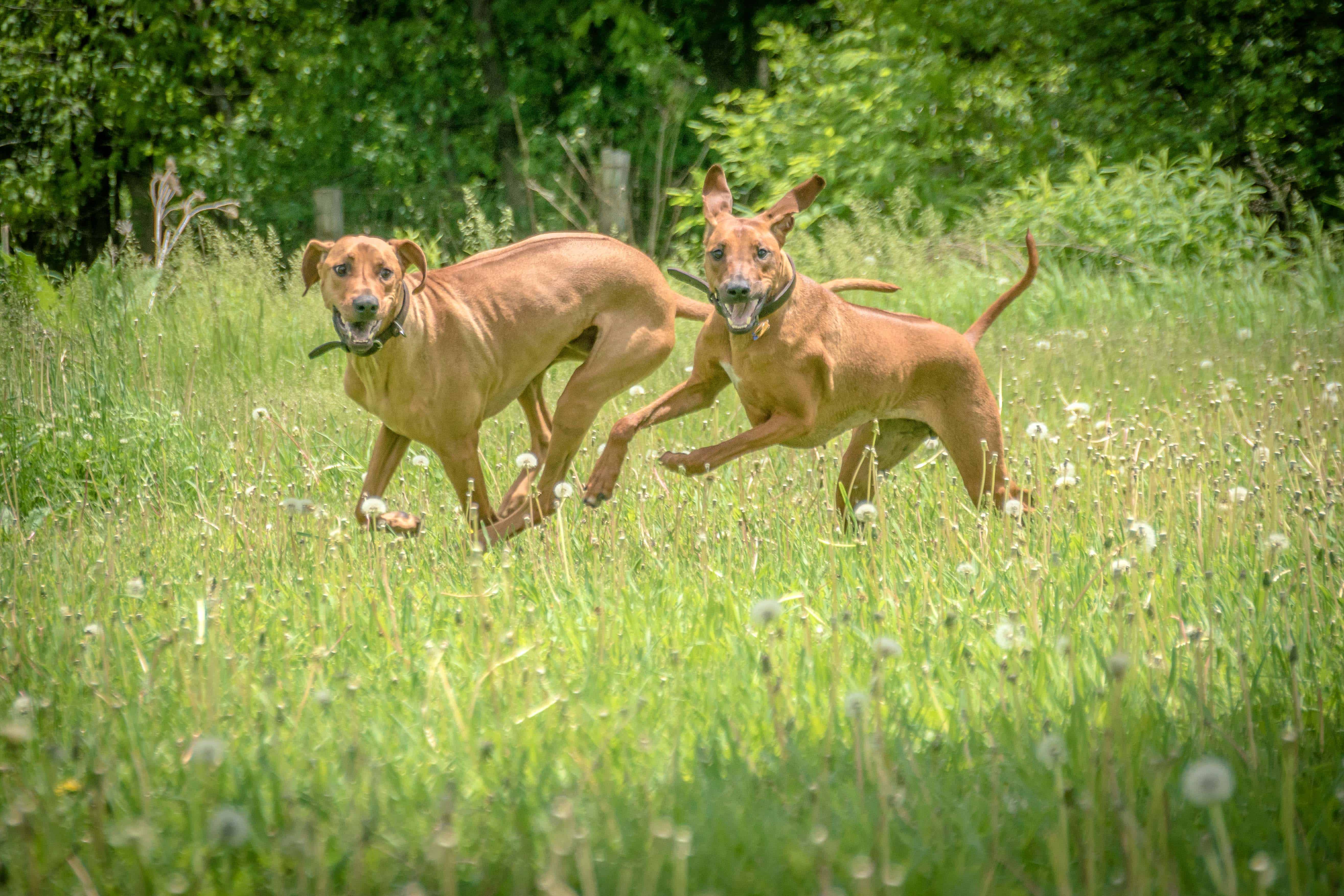 Rhodesian Ridgeback, puppy, chicago, adventure, cute, dog park, puppy