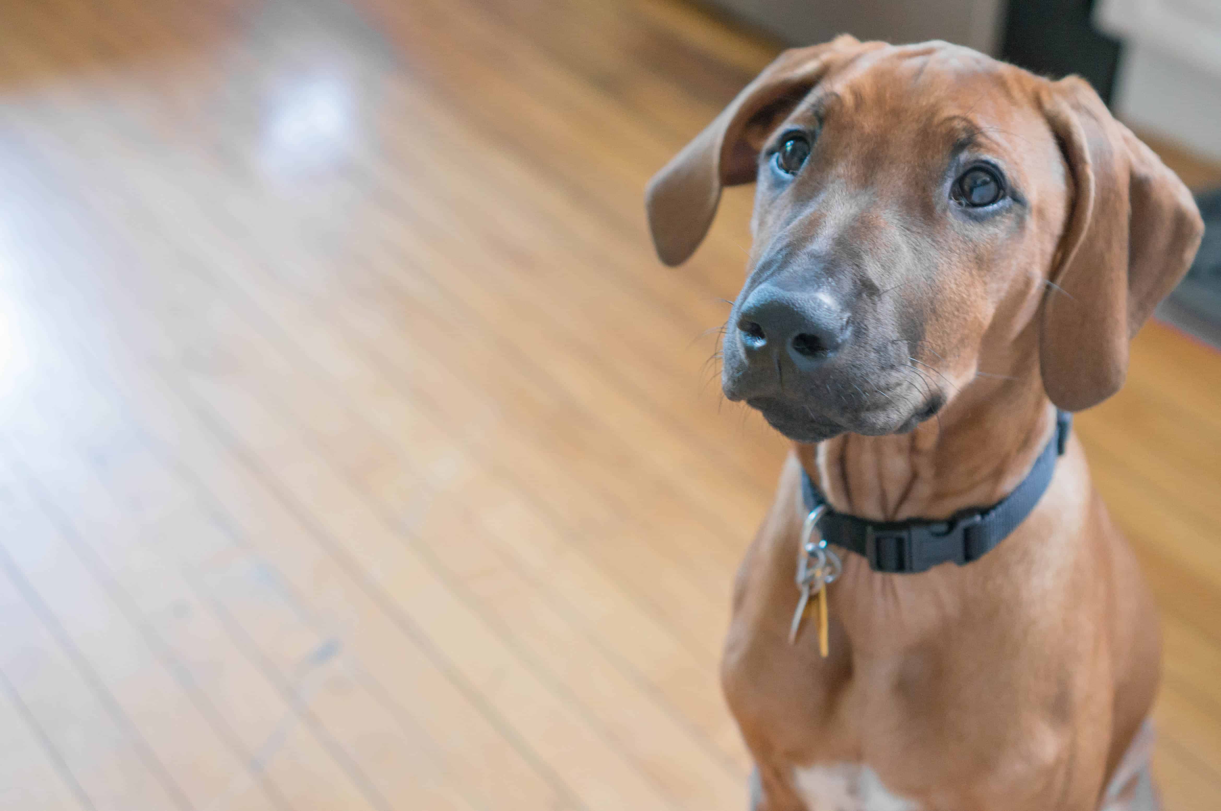 Rhodesian Ridgeback, puppy, photo, adventure, marking our territory, dog blog, 