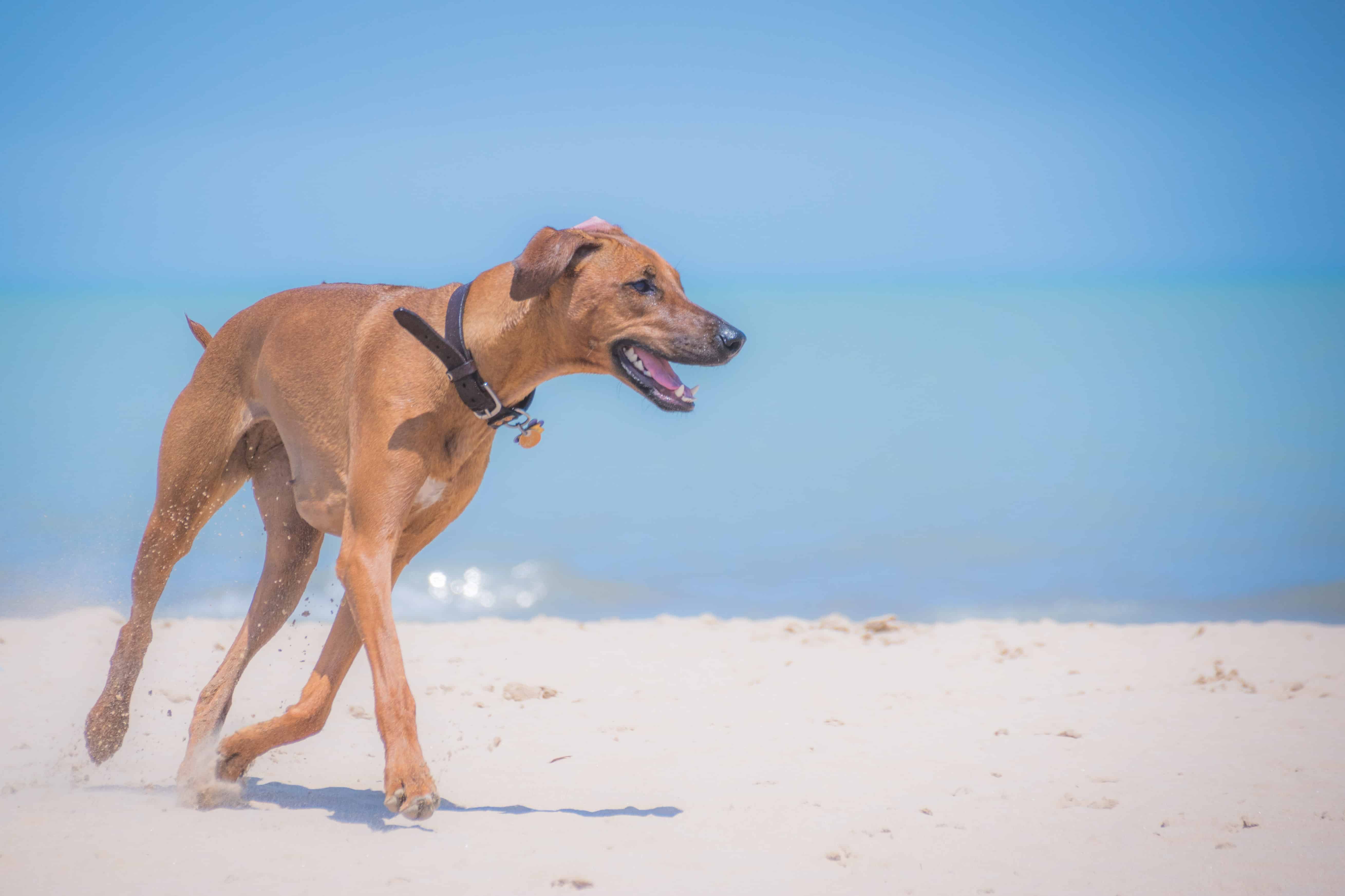 Rhodesian Ridgeback, puppy, chicago, adventure, montrose dog beach, cute