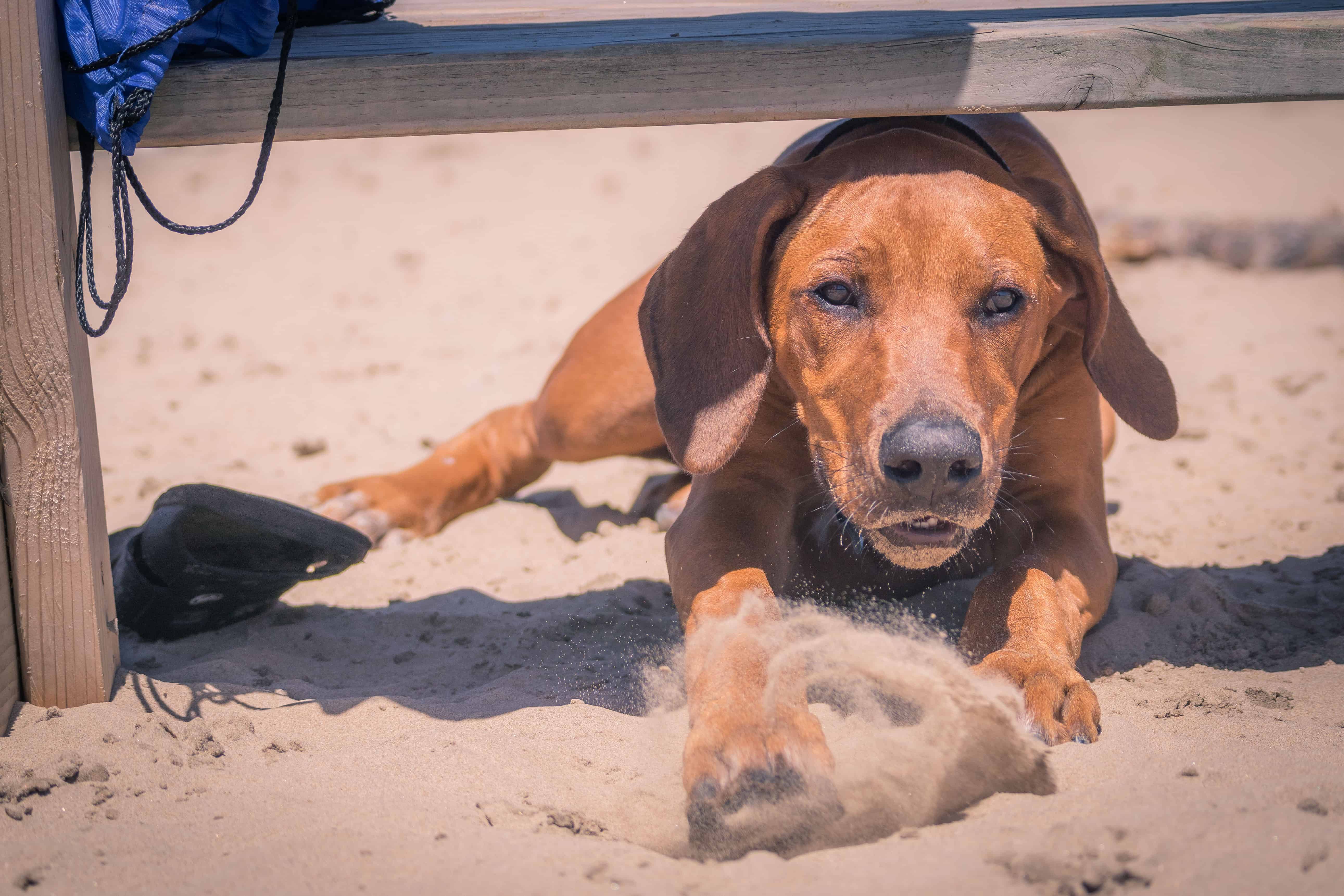 Rhodesian Ridgeback, puppy, chicago, montrose dog beach