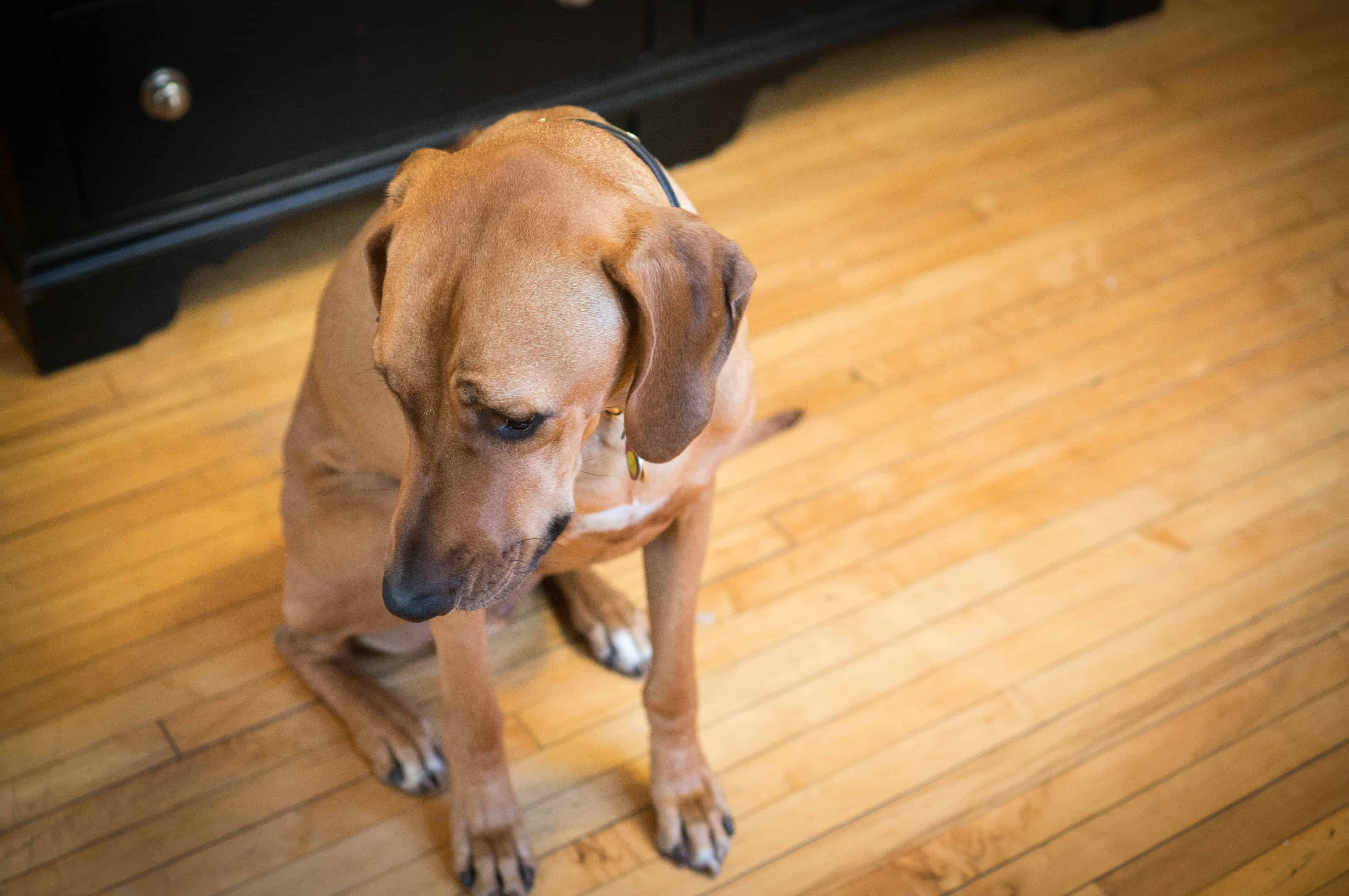 Dog looking. Собаку ругают. Щенка ругают. Собака наказана. Непослушный пес.