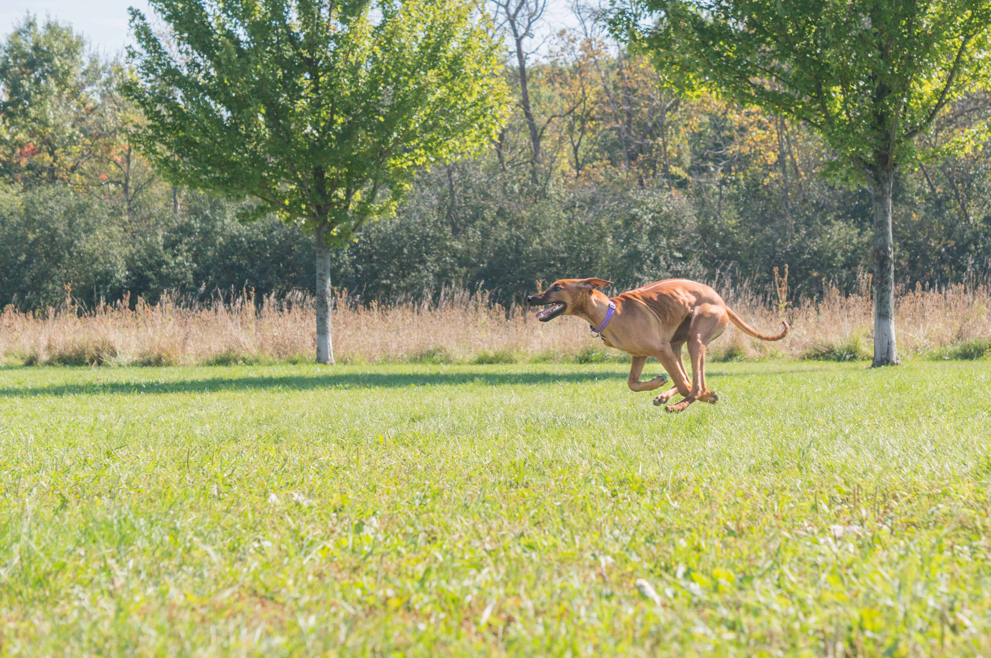 Rhodesian Ridgeback, puppy, adventure, chicago, marking our territory, wolf prairie, blog