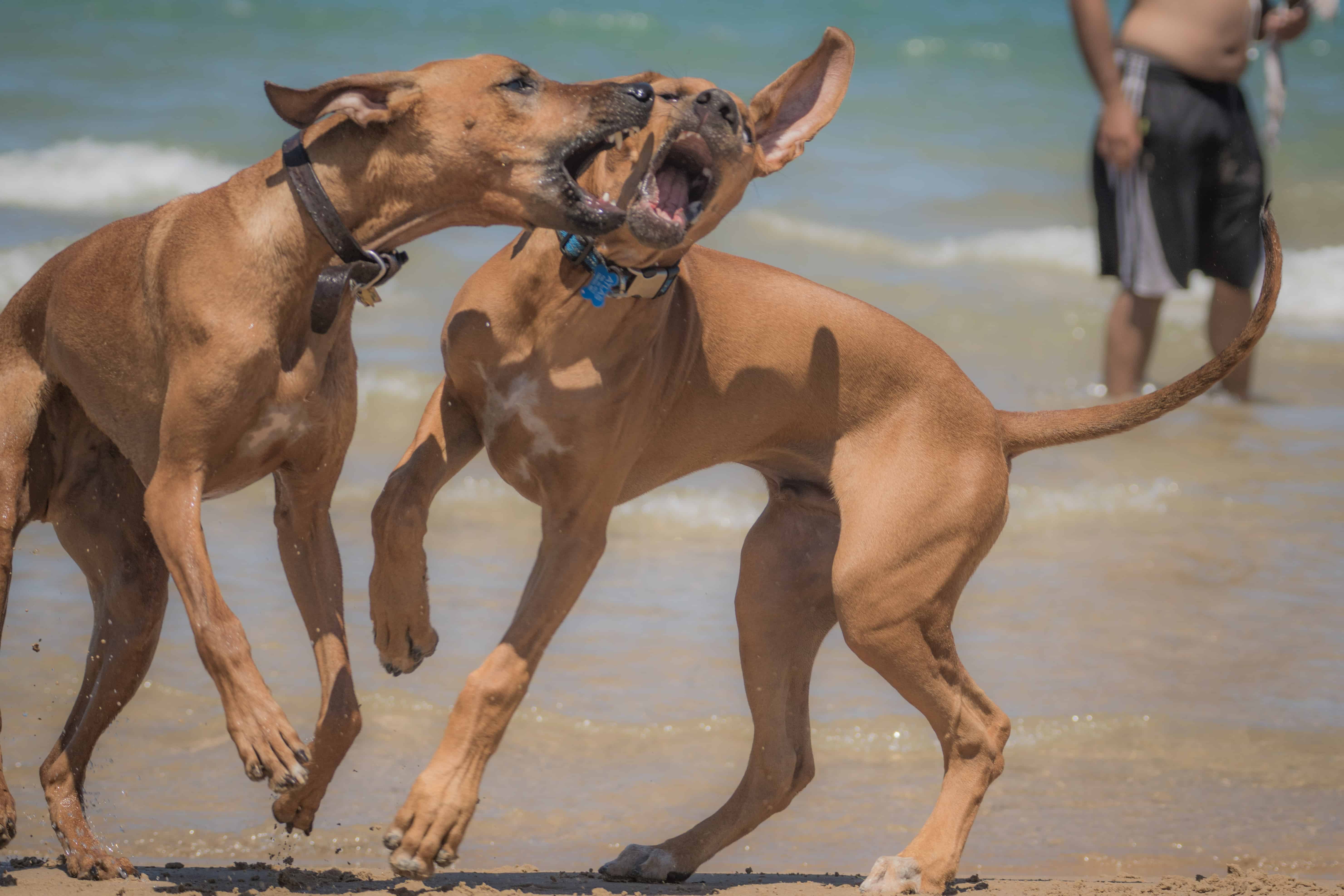 Rhodesian Ridgeback, puppy, chicago, montrose dog beach