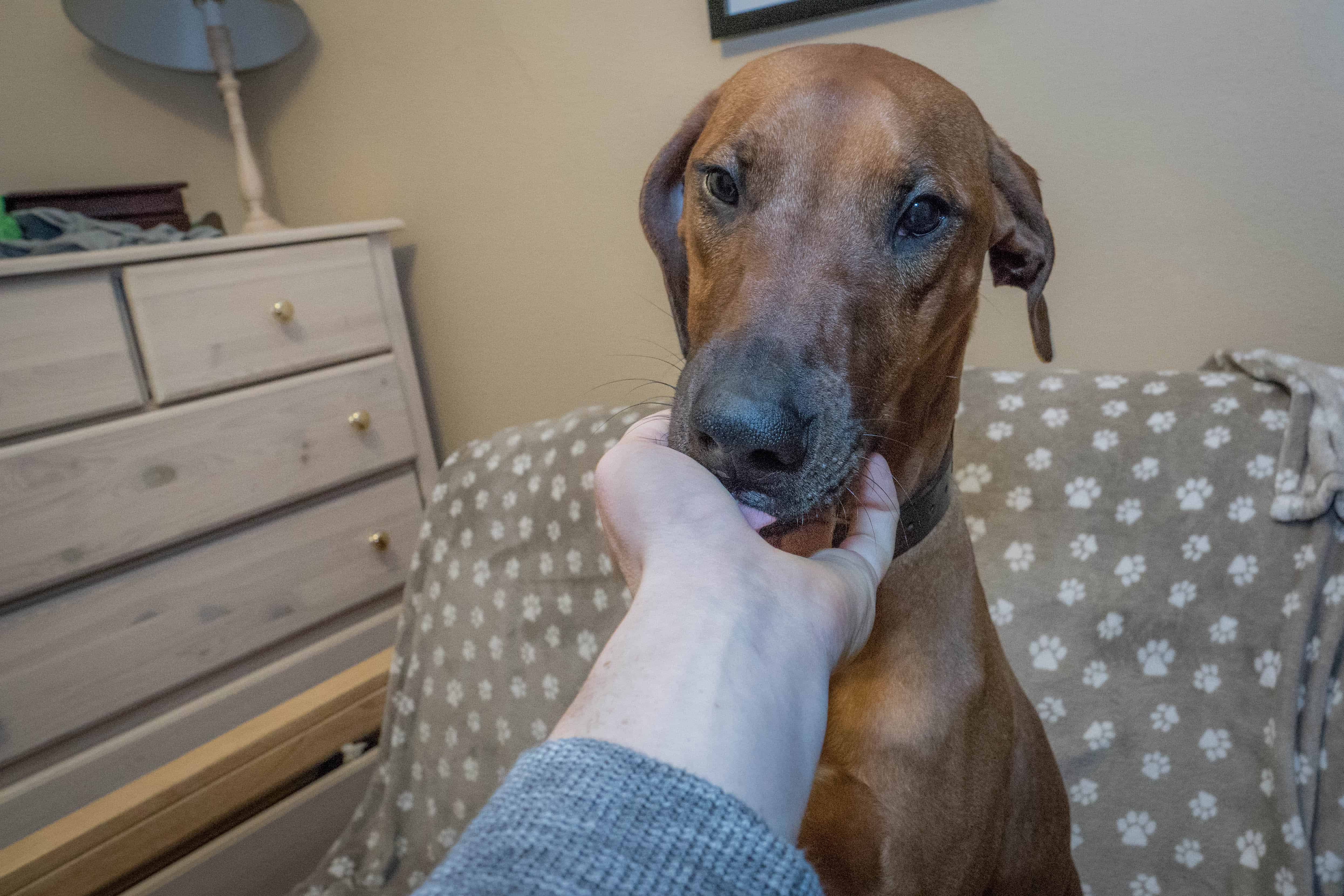 Rhodesian Ridgeback, Chicago, puppy, marking our territory