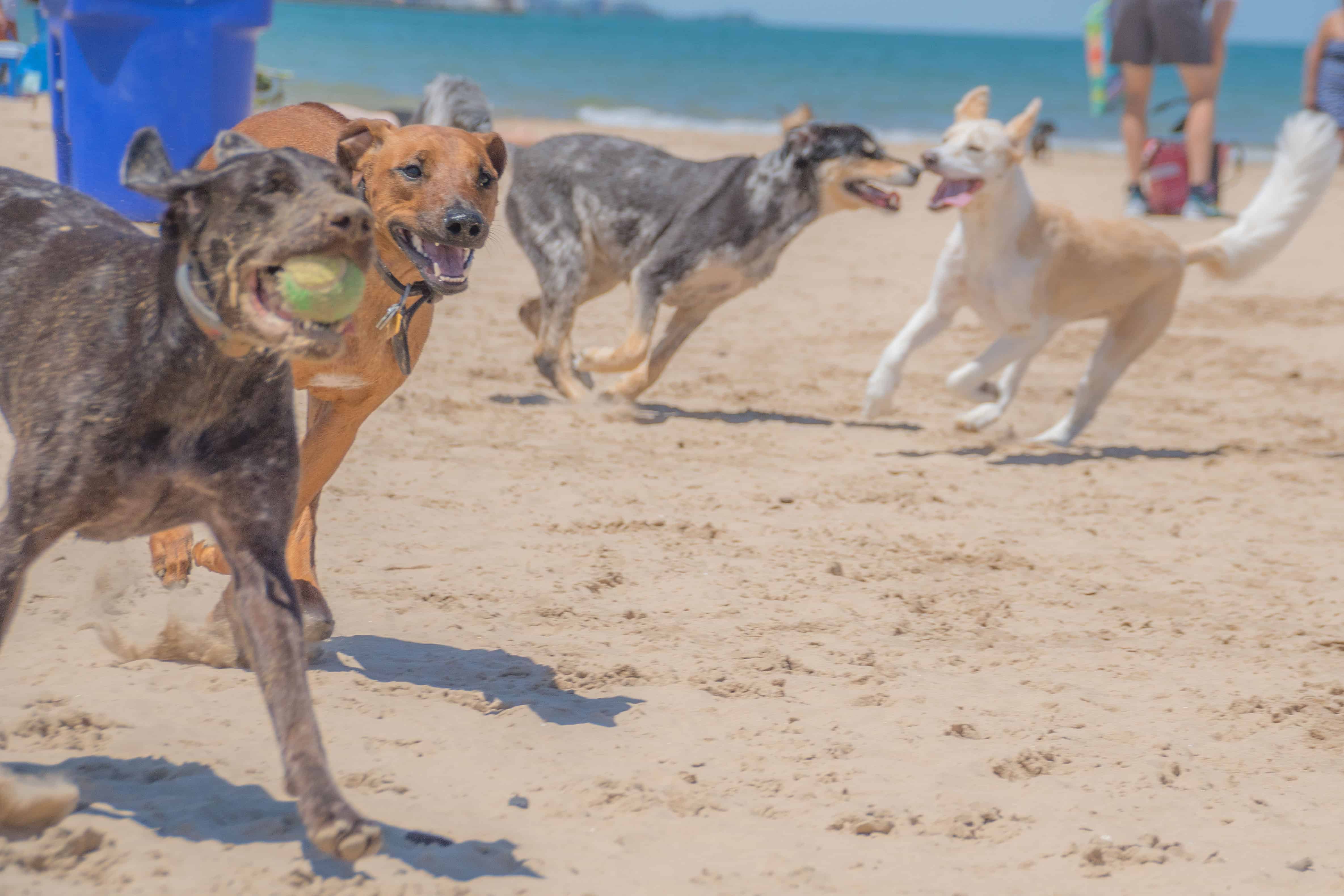 Rhodesian Ridgeback, puppy, chicago, adventure, montrose dog beach, cute