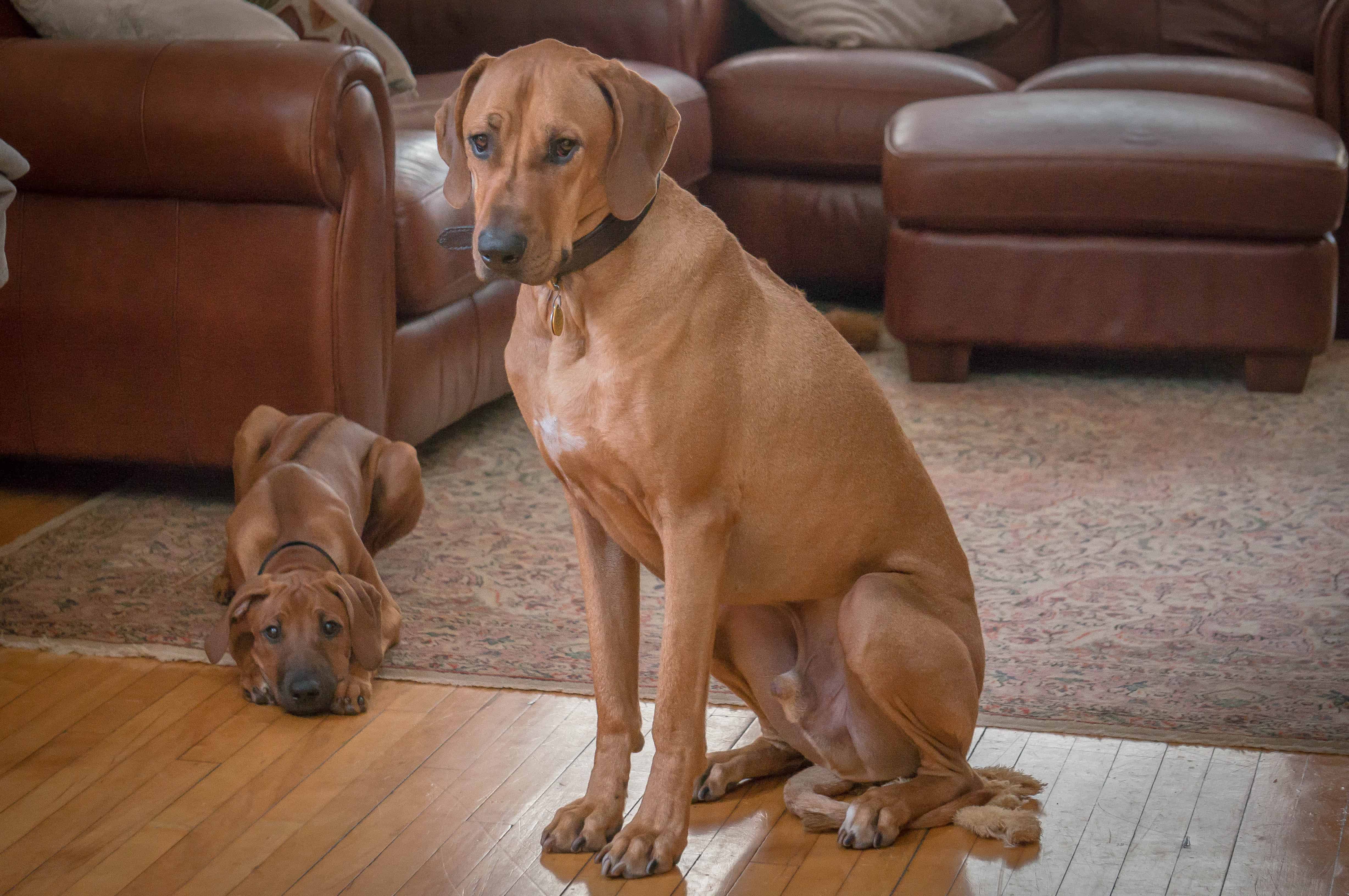 Rhodesian Ridgeback, puppy, photo, adventure, marking our territory, dog blog, 