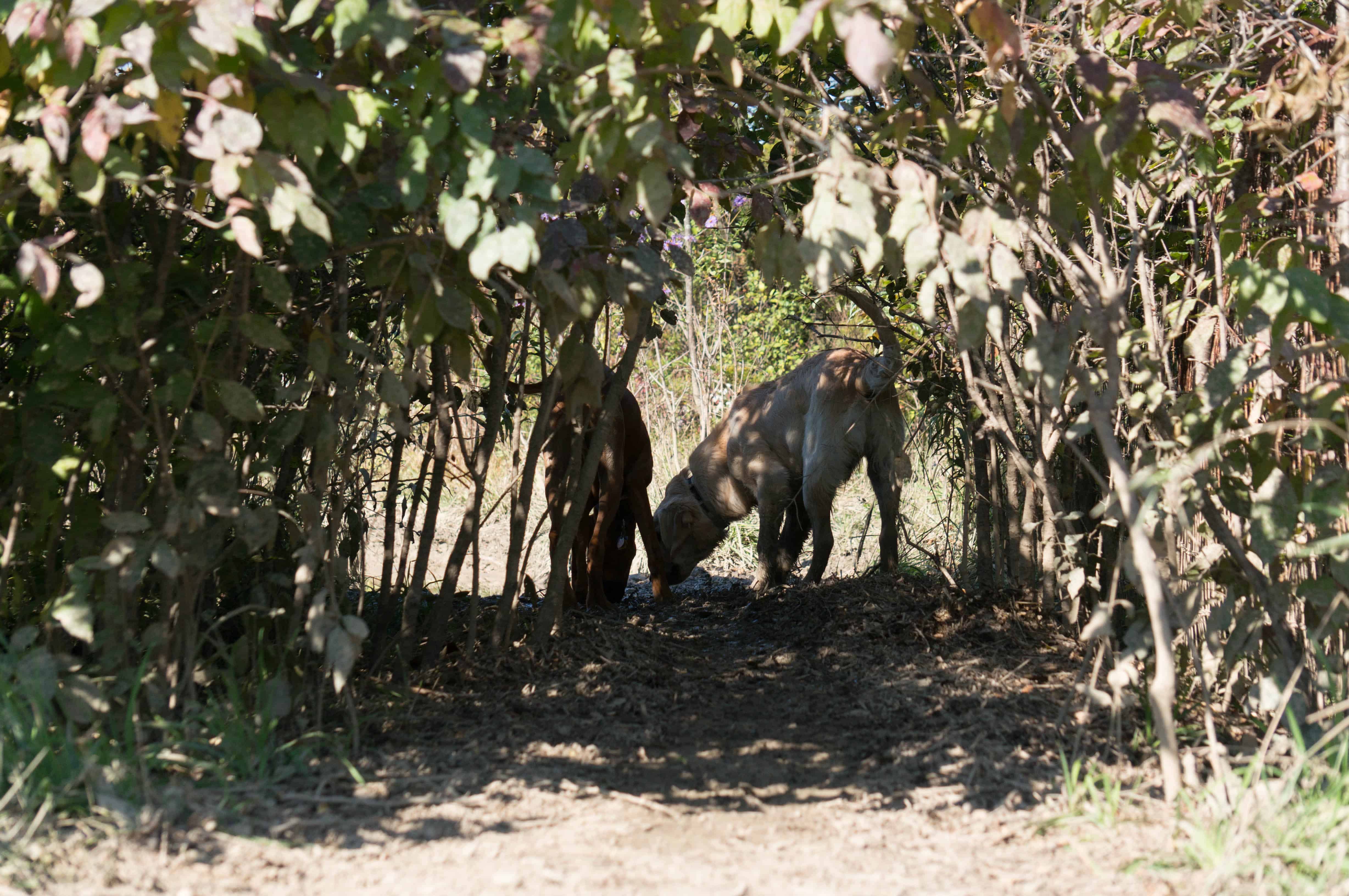 Rhodesian Ridgeback, puppy, adventure, chicago, marking our territory, wolf prairie, blog