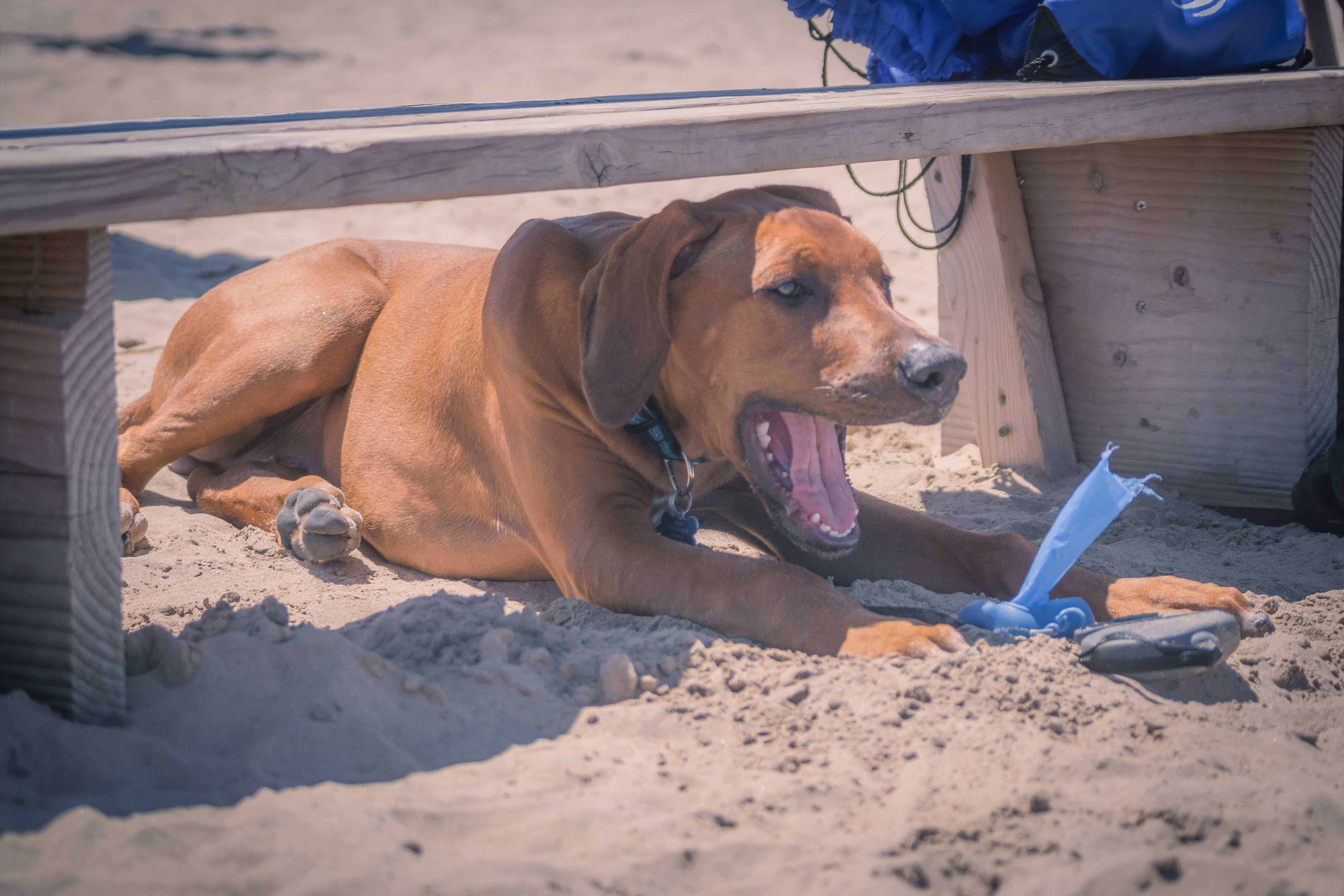 Rhodesian Ridgeback, puppy, chicago, montrose dog beach