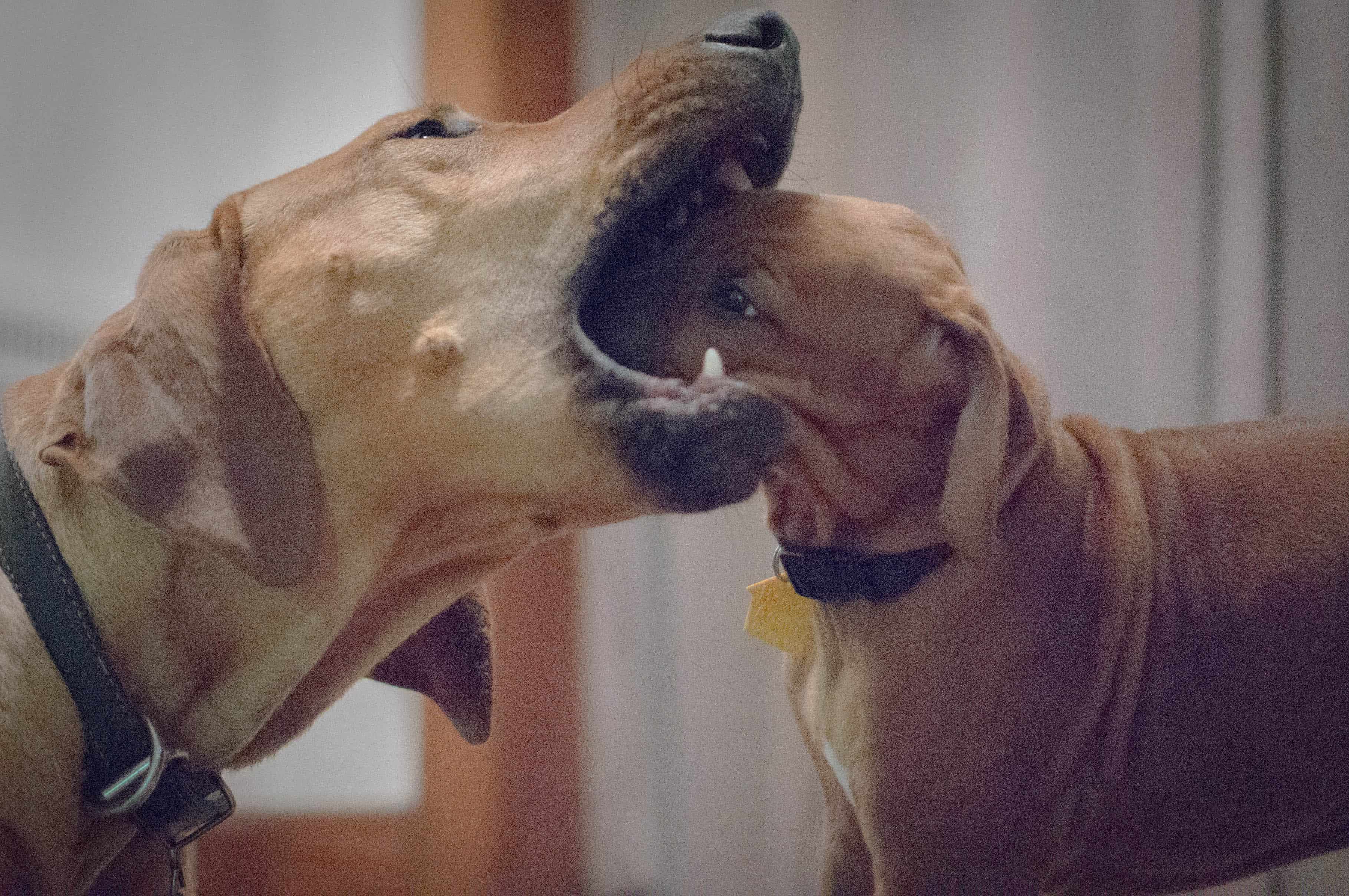 Rhodesian Ridgeback, puppy, adventure, marking our territory, pet-friendly, blog