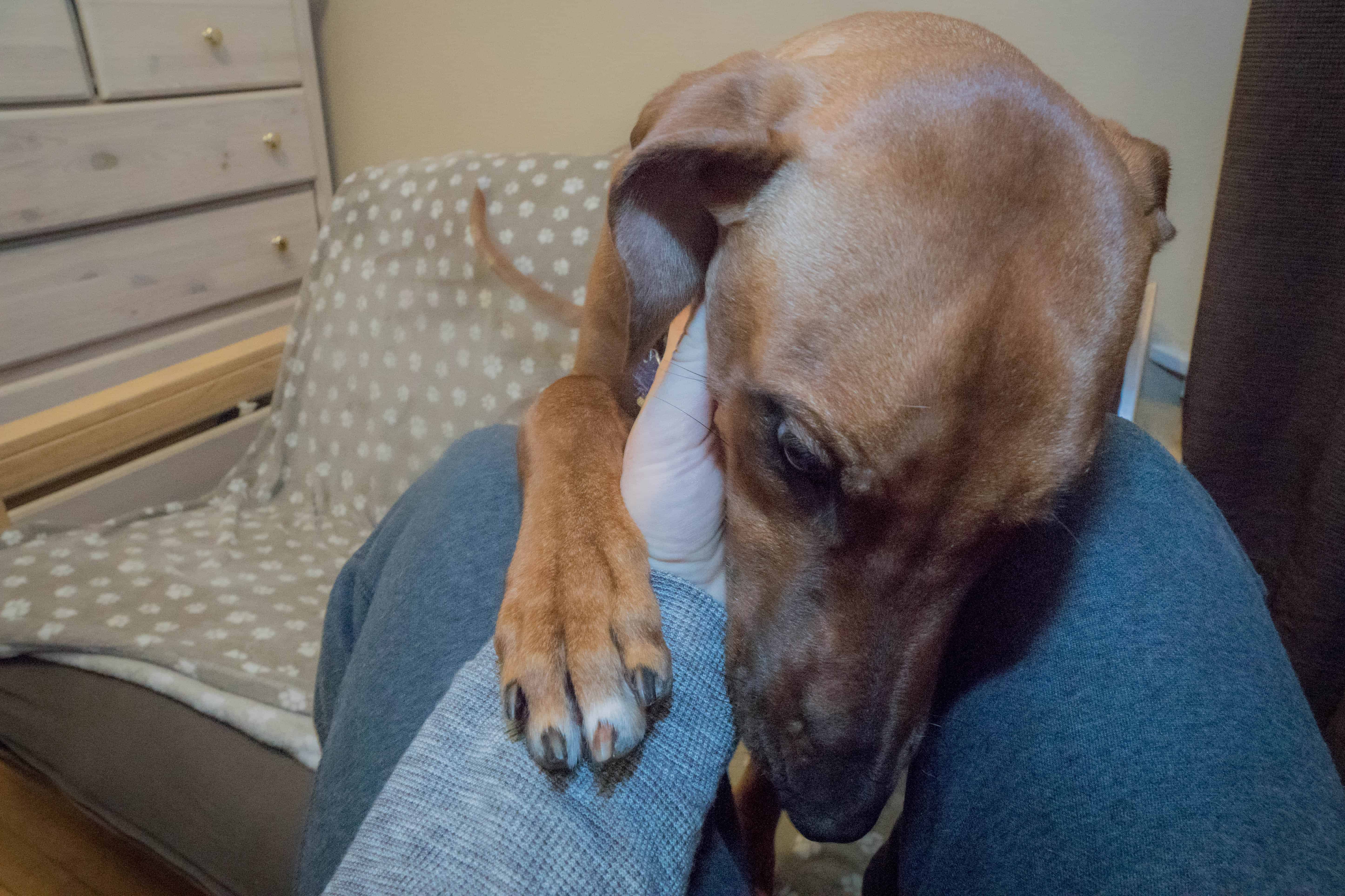 Rhodesian Ridgeback, Chicago, puppy, marking our territory