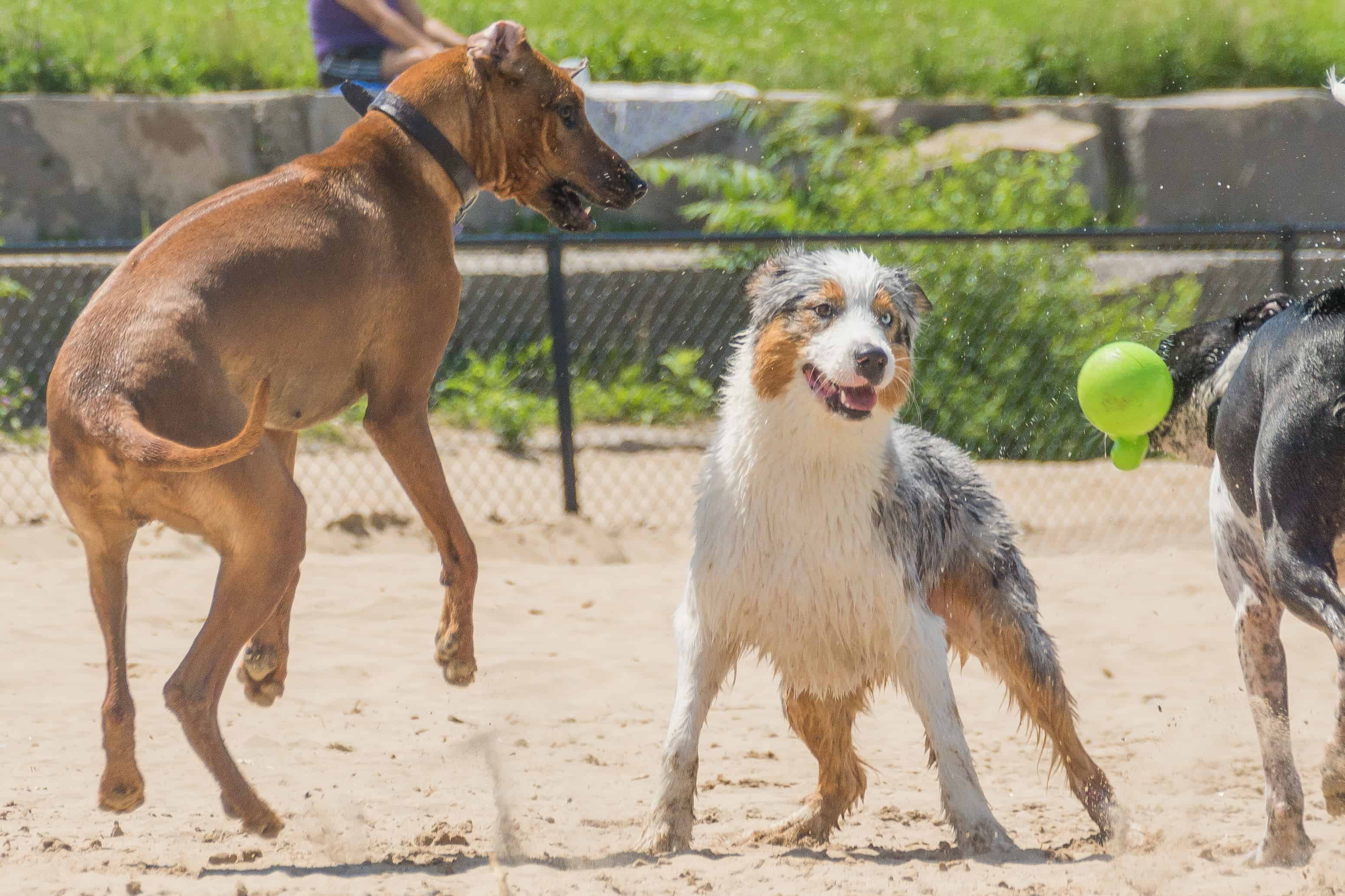 Rhodesian Ridgeback, puppy, chicago, adventure, montrose dog beach, cute