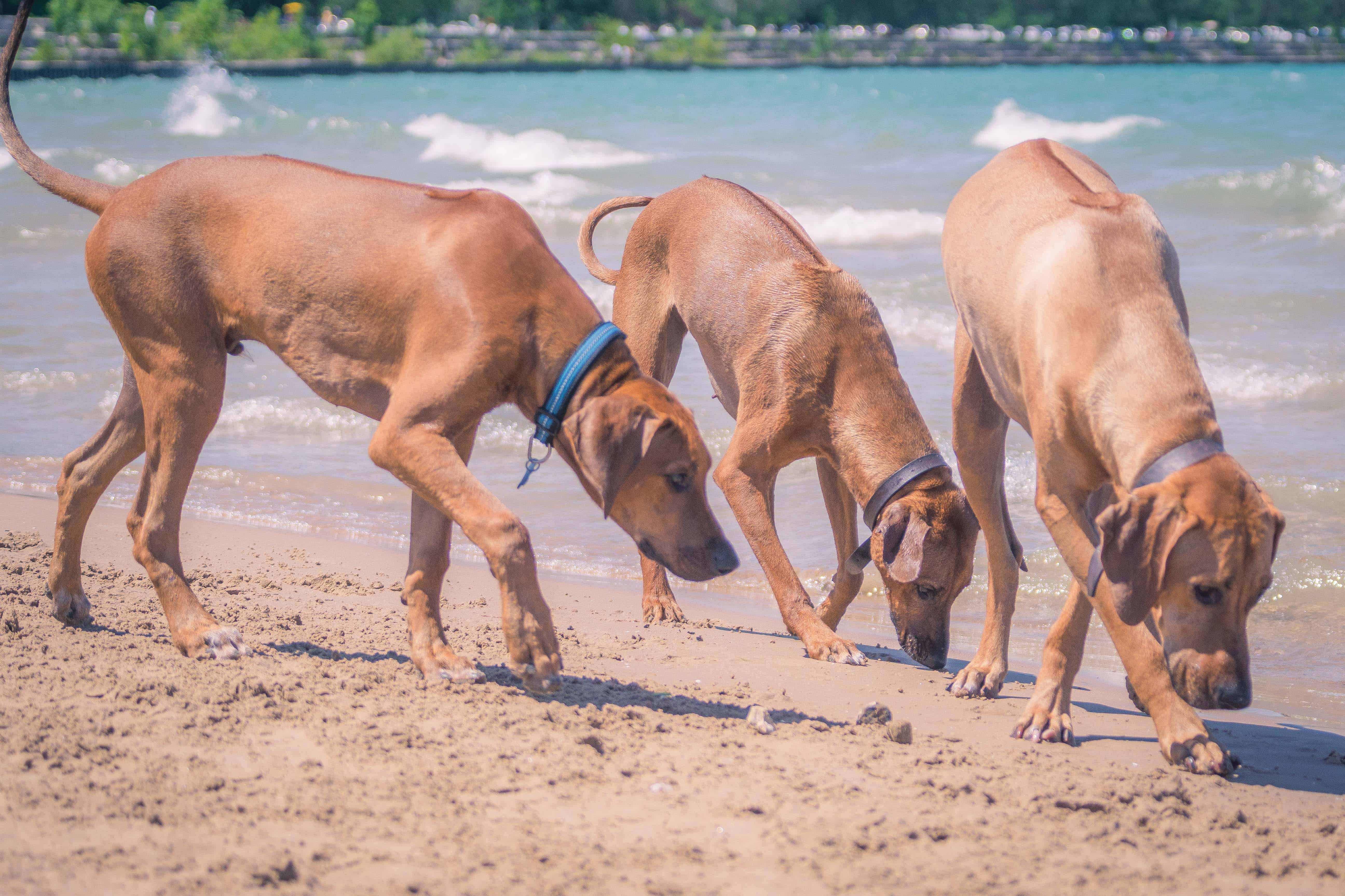 Rhodesian Ridgeback, puppy, chicago, montrose dog beach