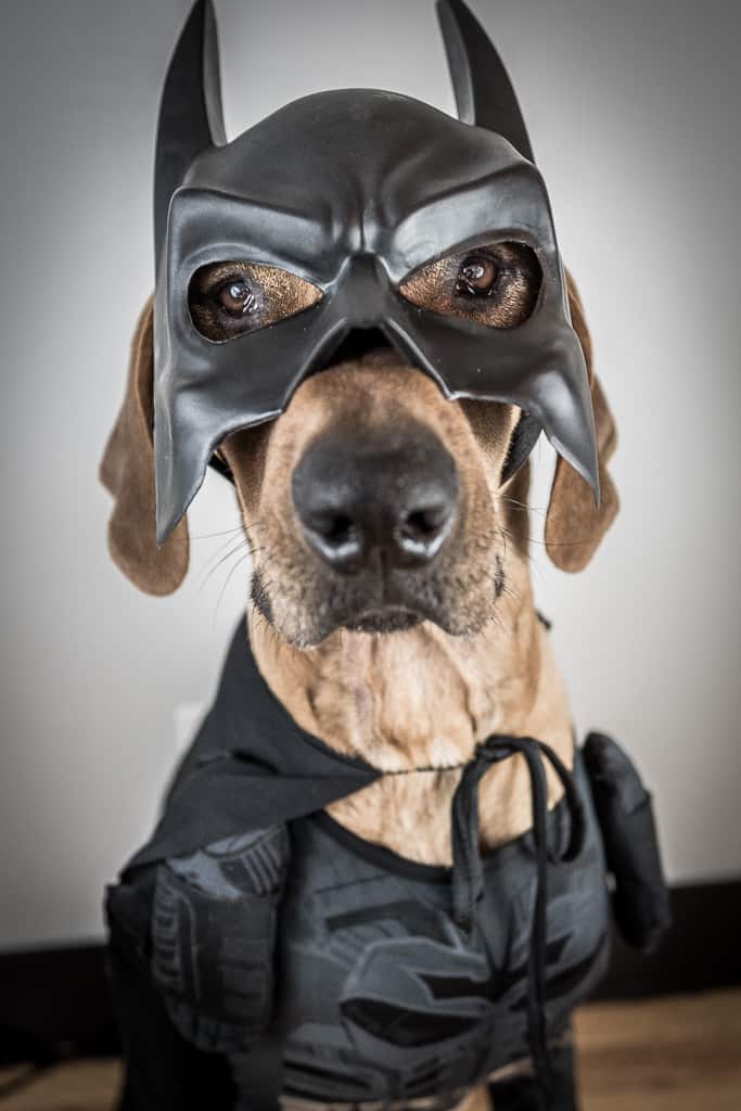 Joker, dog, costume, dark knight, batman, funny