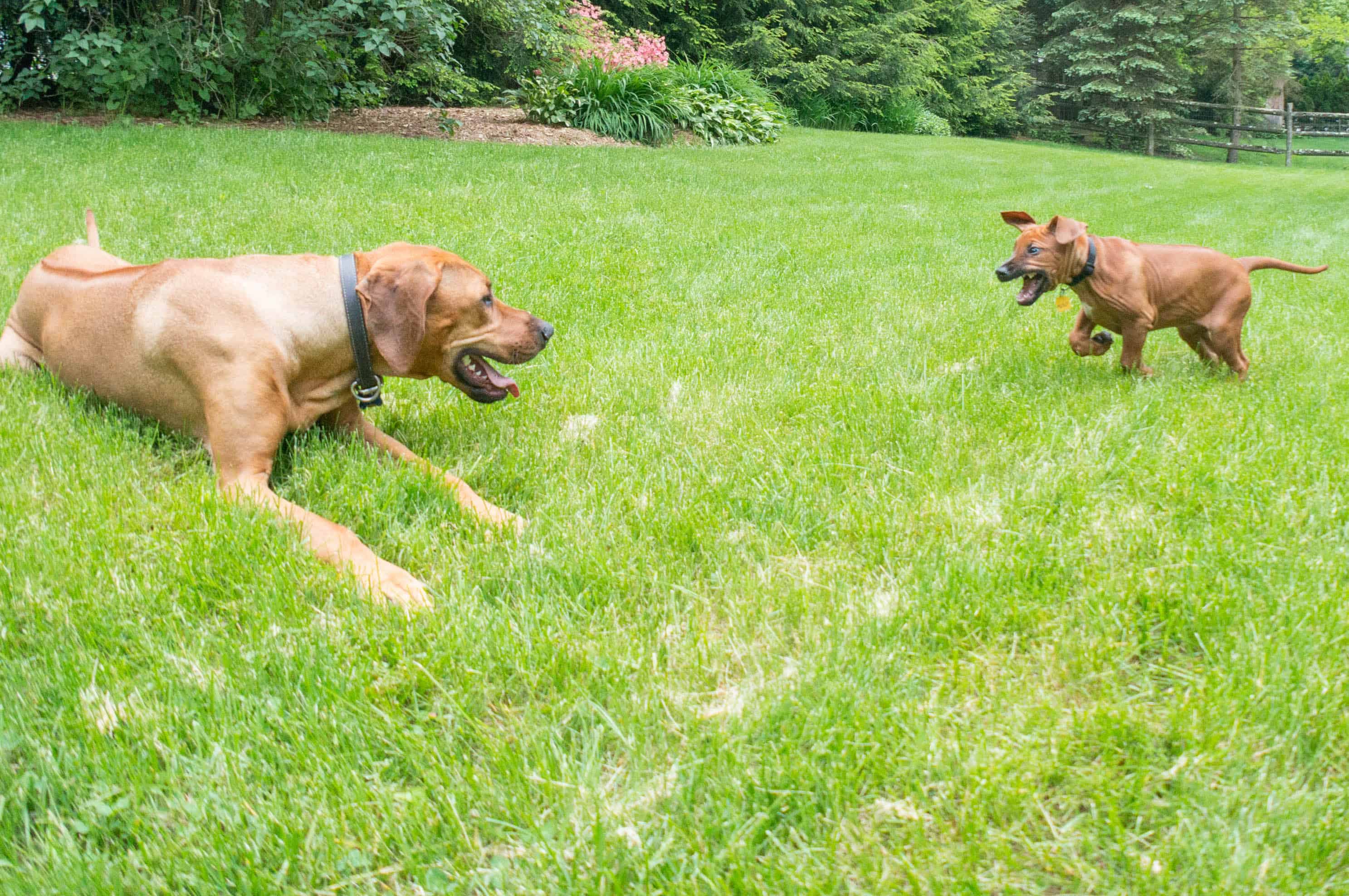 Rhodesian Ridgeback, puppy, adventure, marking our territory, pet-friendly, blog