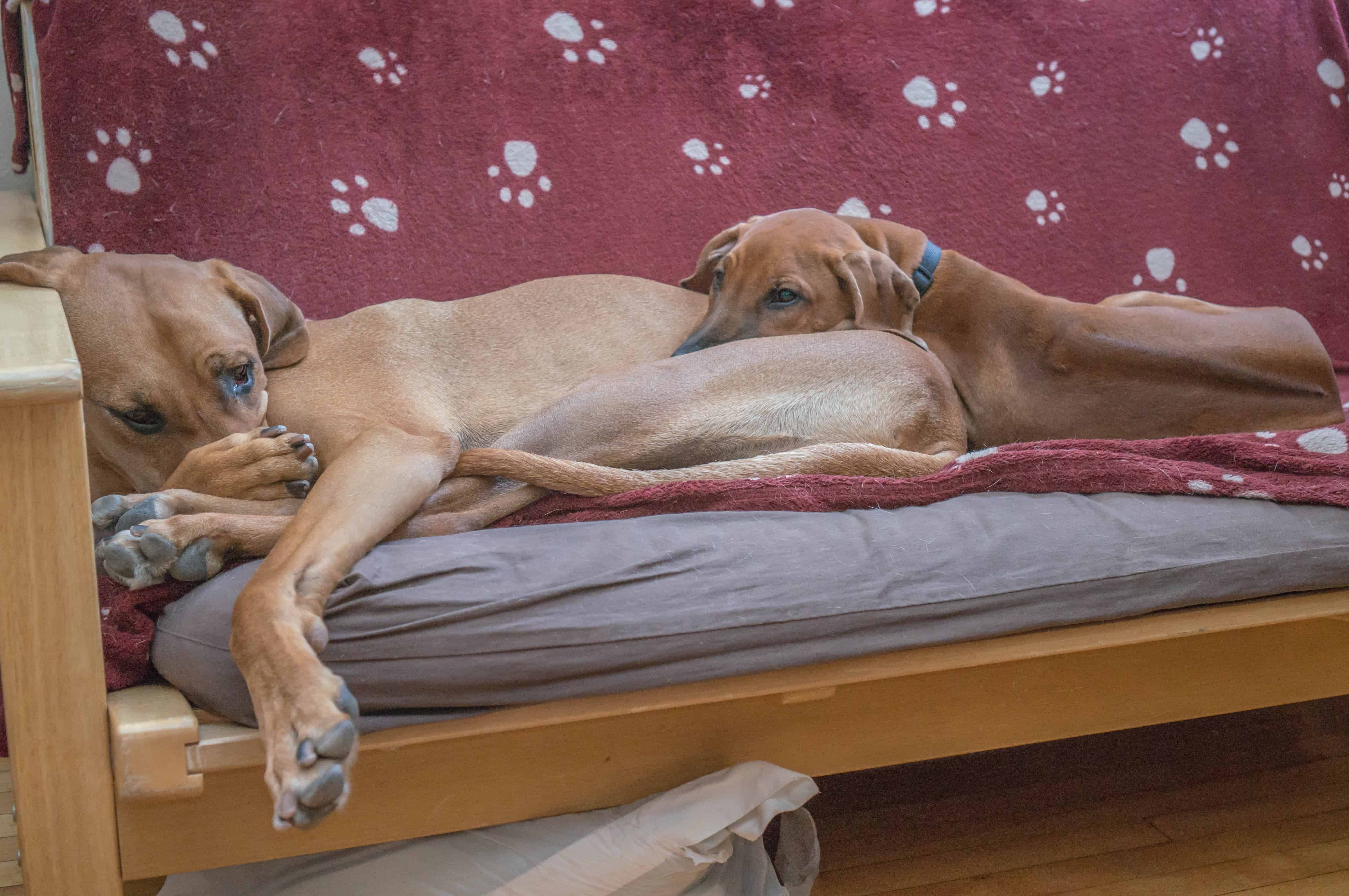 Rhodesian Ridgeback, puppy, photo, adventure, marking our territory, dog blog, 