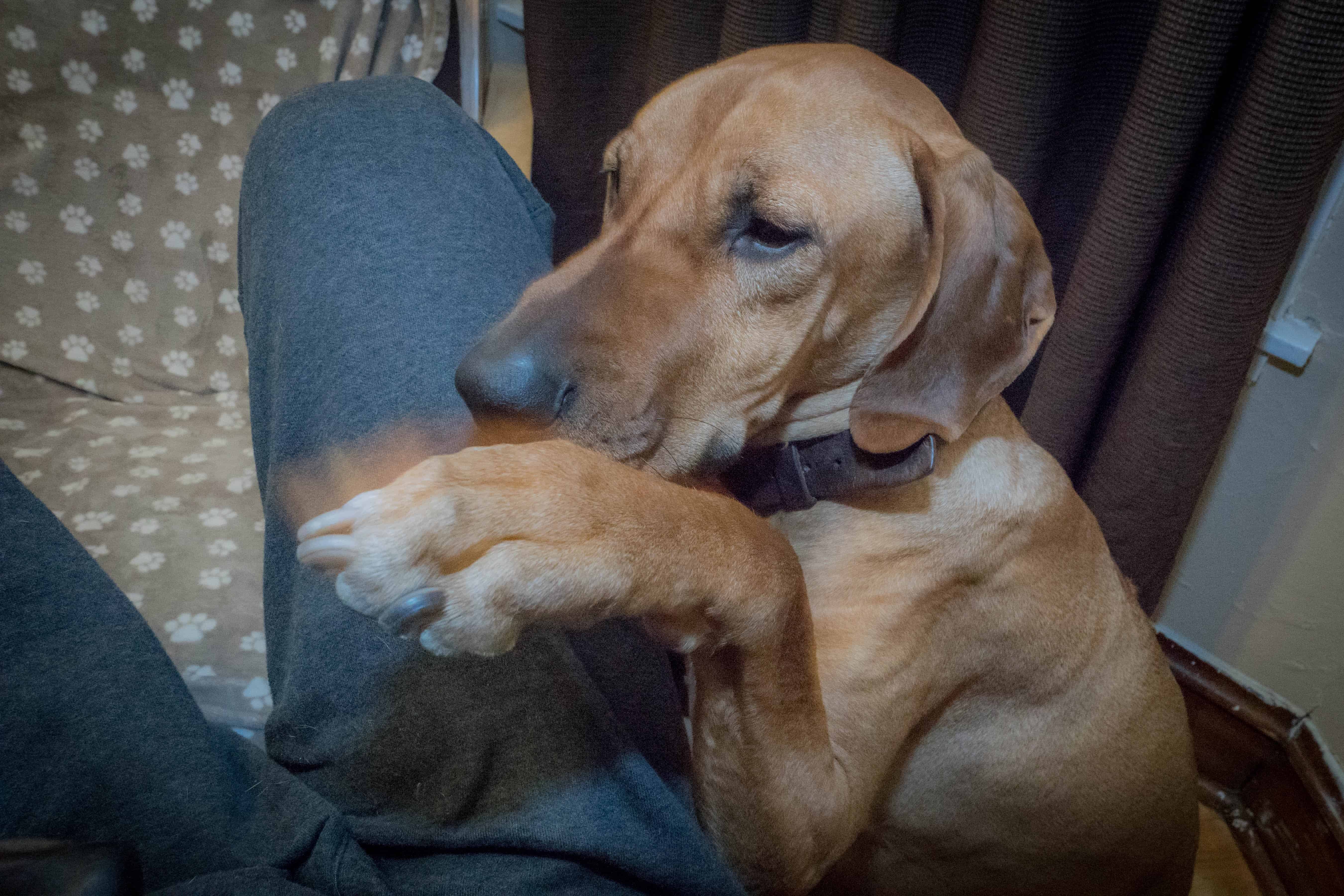 Rhodesian Ridgeback, Chicago, puppy, marking our territory