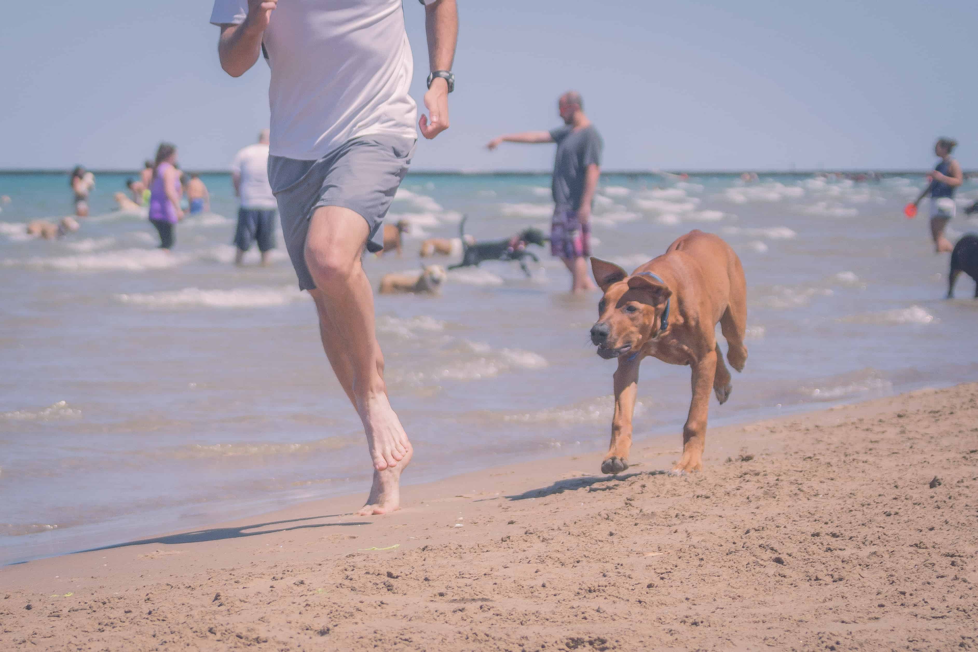 Rhodesian Ridgeback, puppy, chicago, montrose dog beach