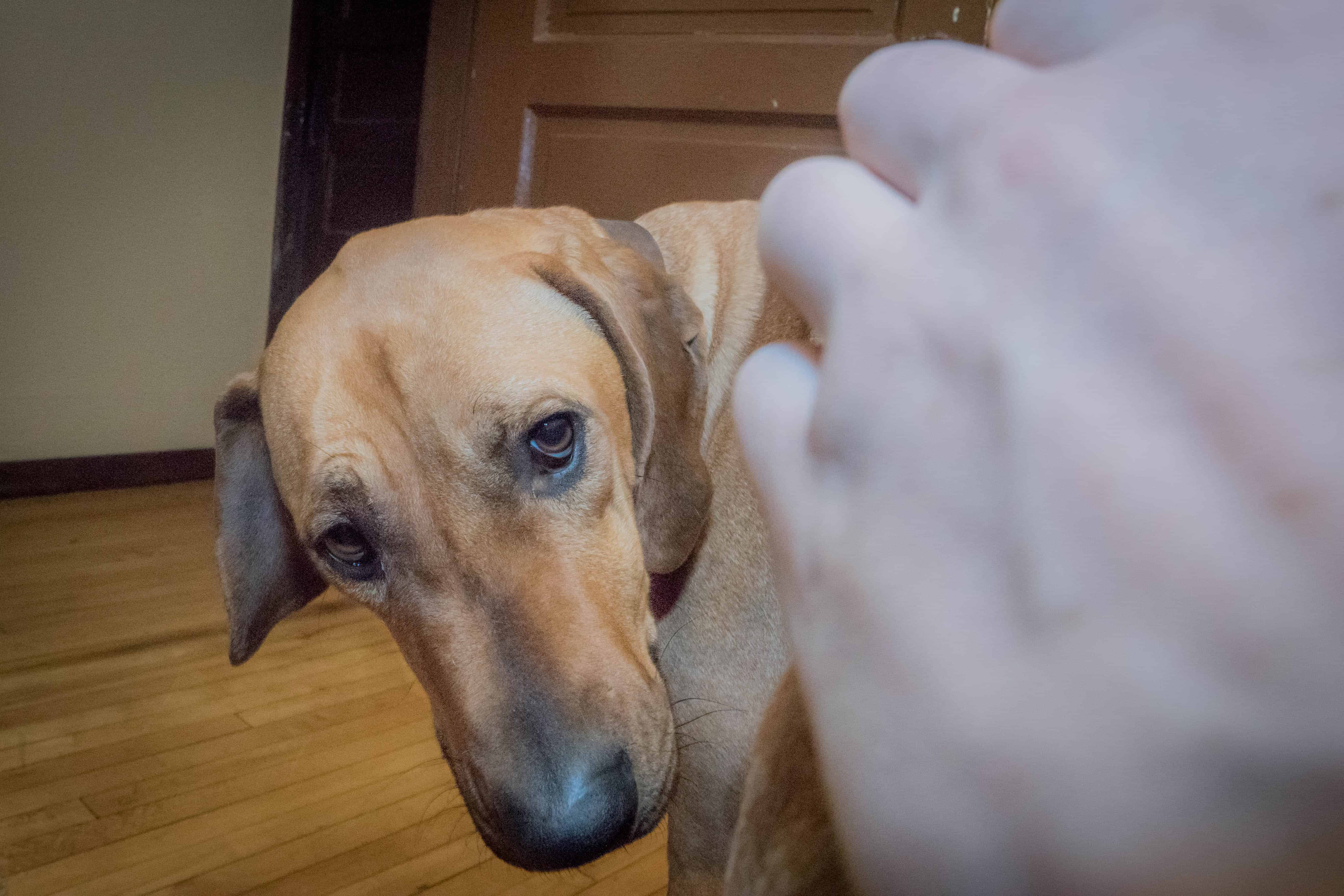 Rhodesian Ridgeback, Chicago, puppy, marking our territory