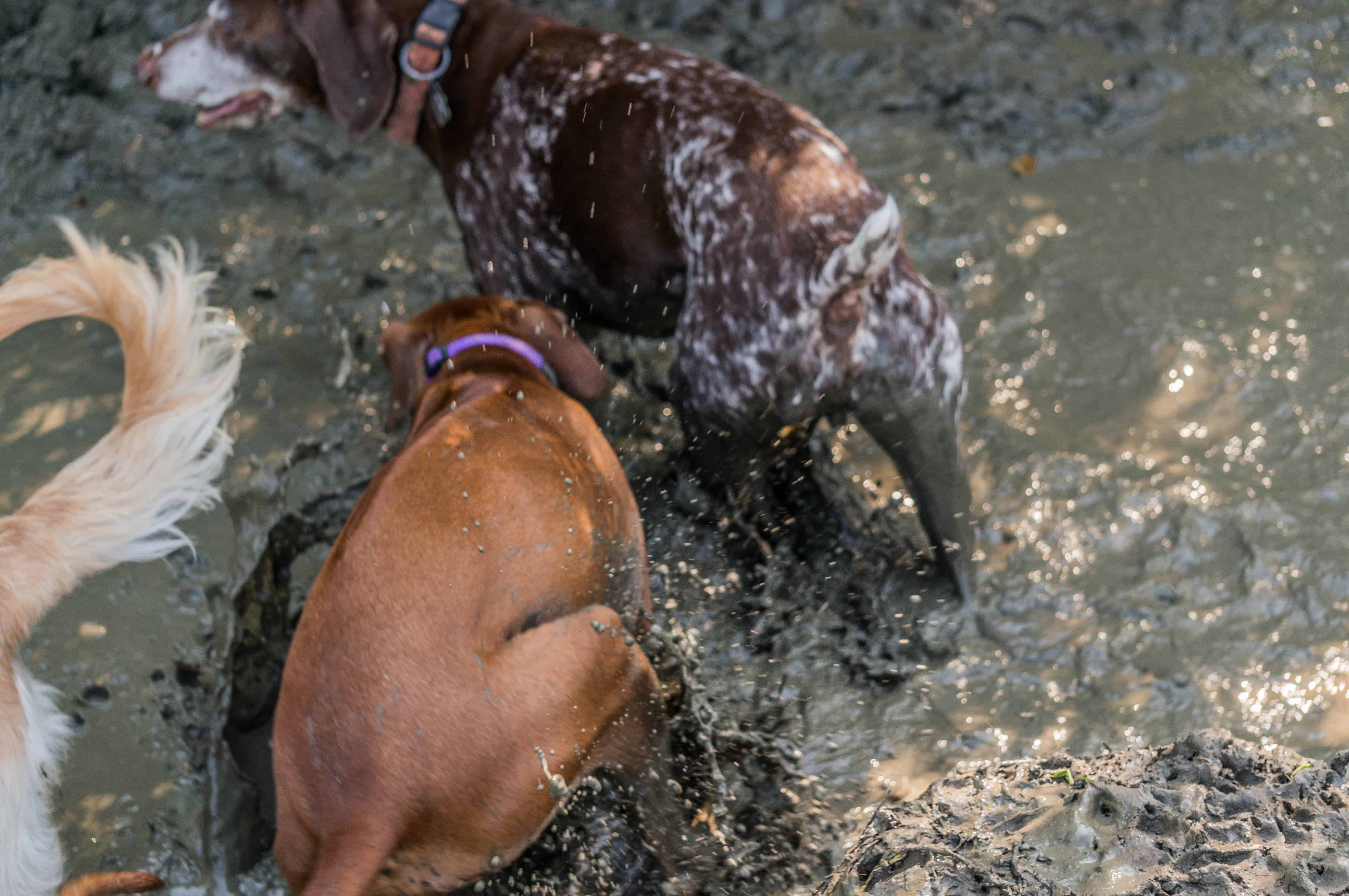 Rhodesian Ridgeback, puppy, adventure, chicago, marking our territory, wolf prairie, blog