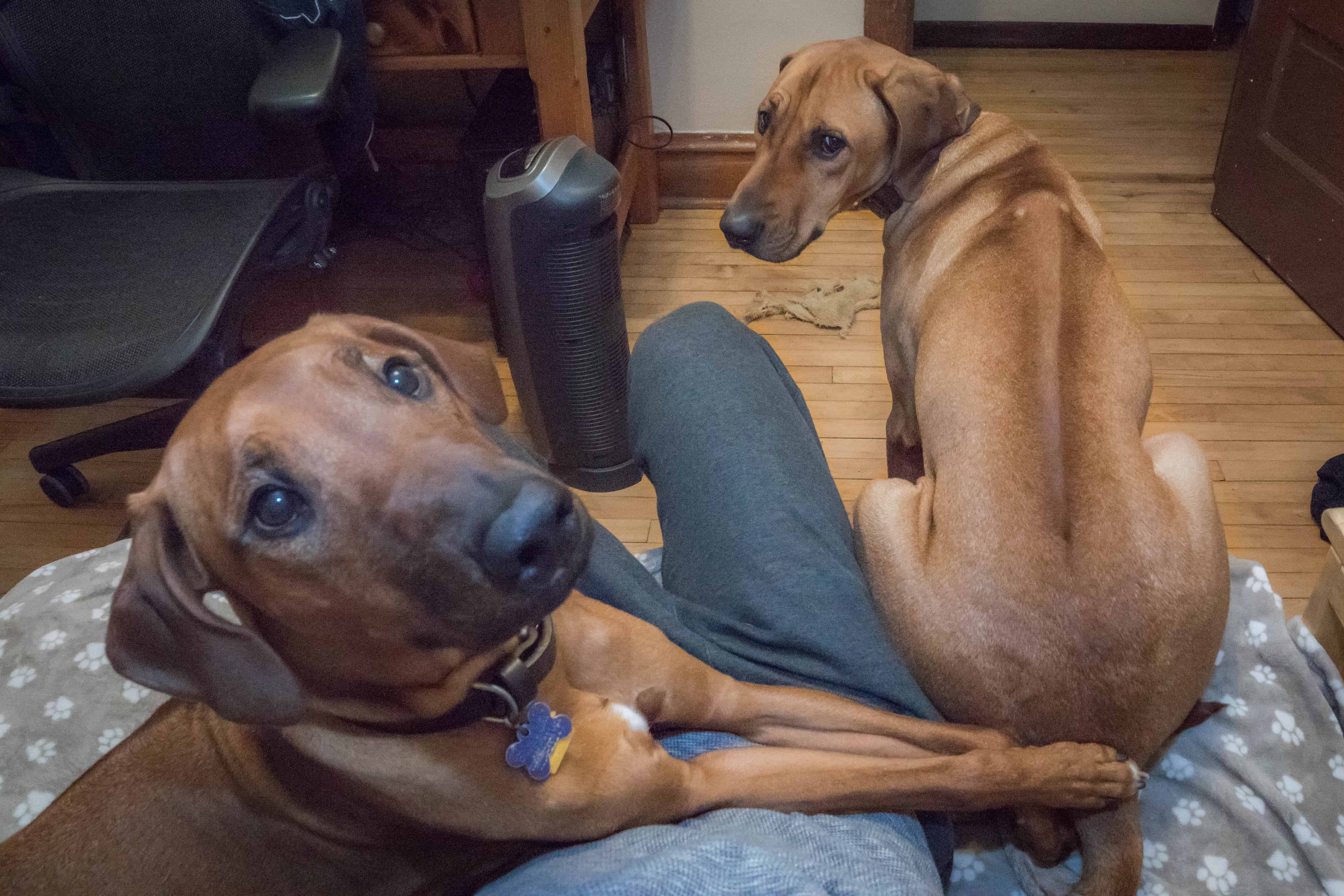 Rhodesian Ridgeback, Chicago, puppy, marking our territory