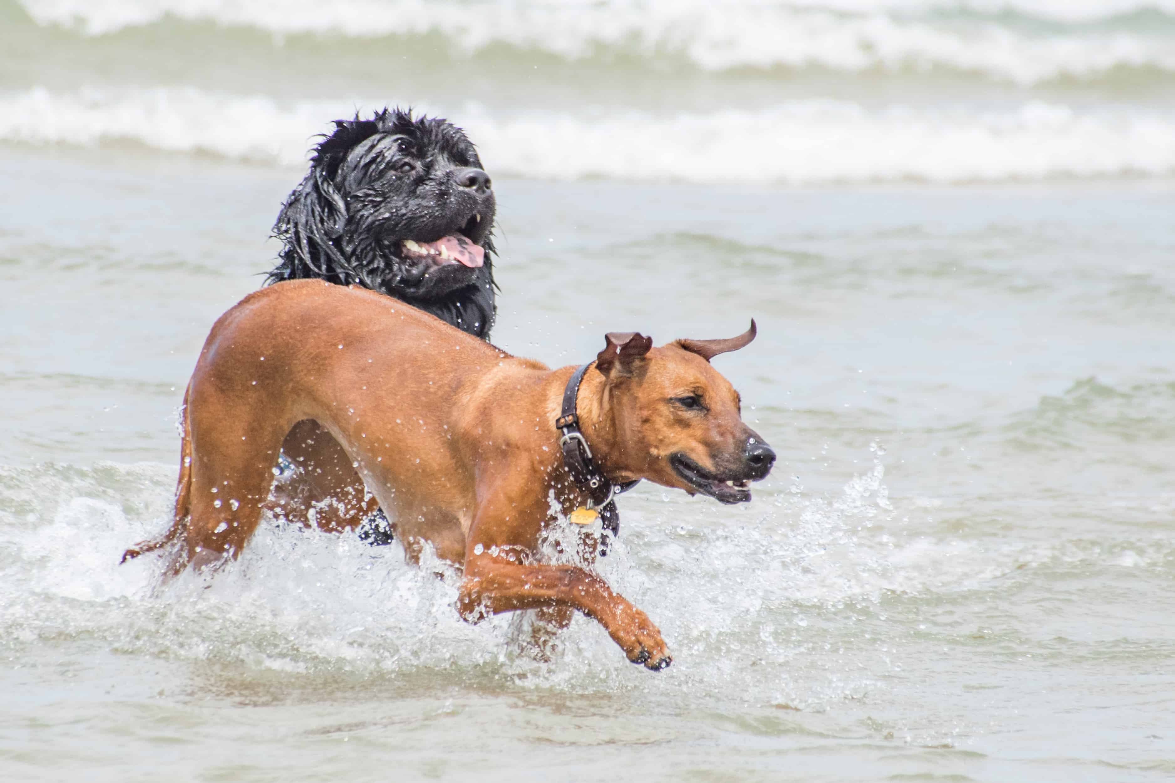 Rhodesian Ridgeback, puppy, chicago, adventure, montrose dog beach, cute