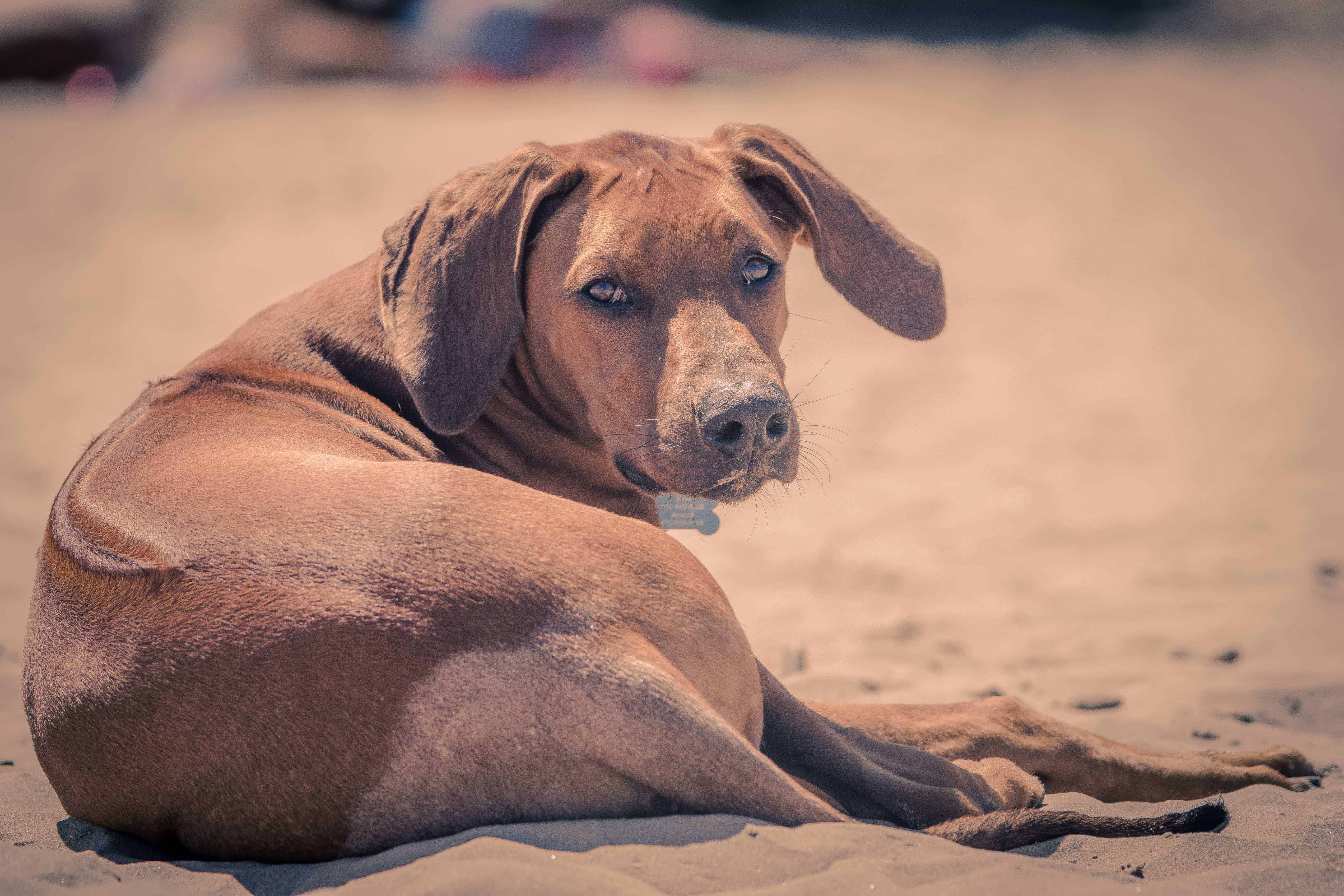 Rhodesian Ridgeback, puppy, chicago, montrose dog beach