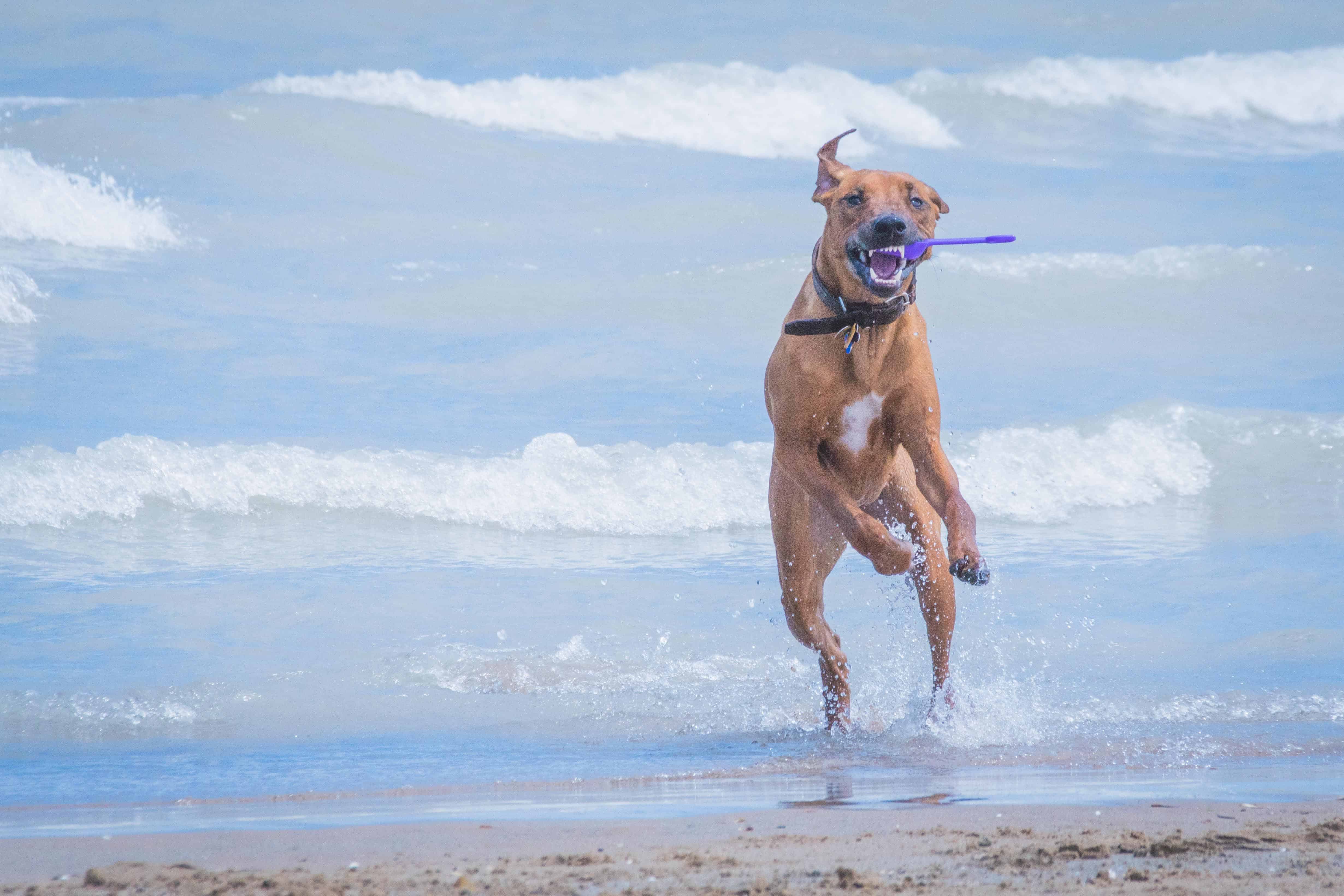 Rhodesian Ridgeback, puppy, chicago, adventure, montrose dog beach, cute