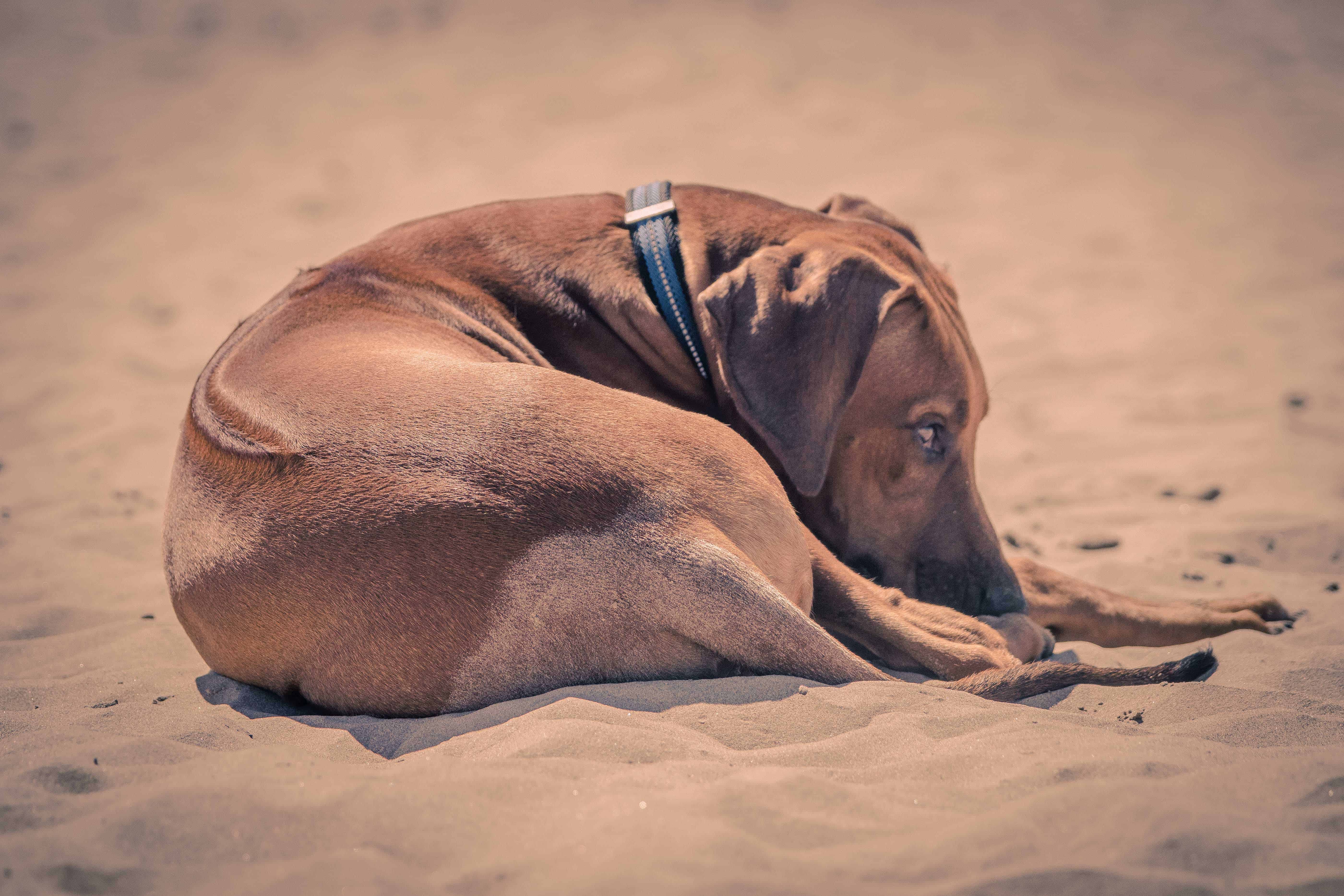 Rhodesian Ridgeback, puppy, chicago, montrose dog beach