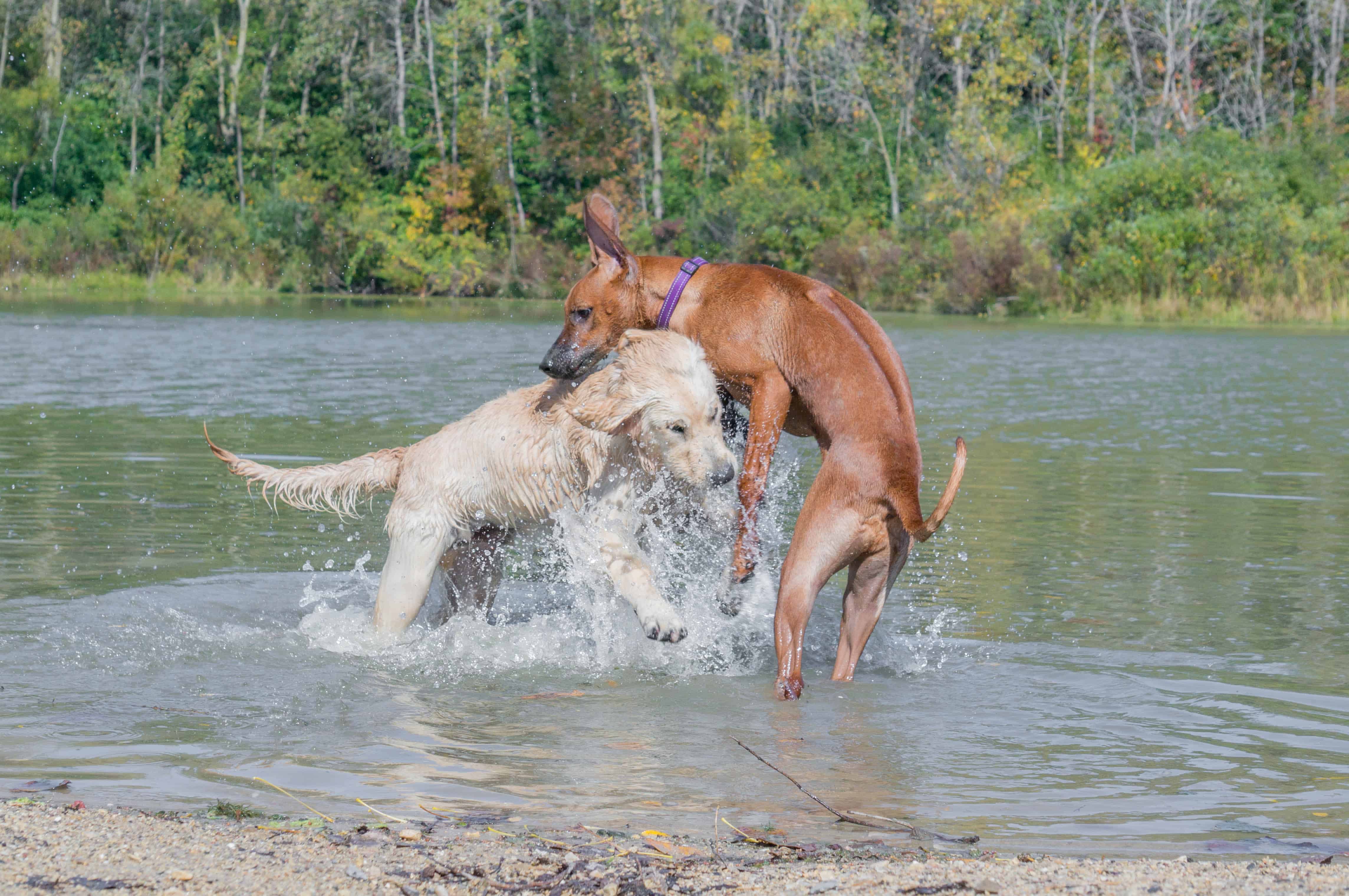 Rhodesian Ridgeback, puppy, adventure, chicago, marking our territory, wolf prairie, blog